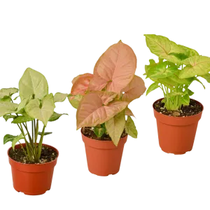 3 Different Syngonium Plants - Arrowhead Plants / 4" Pot / Live Plant