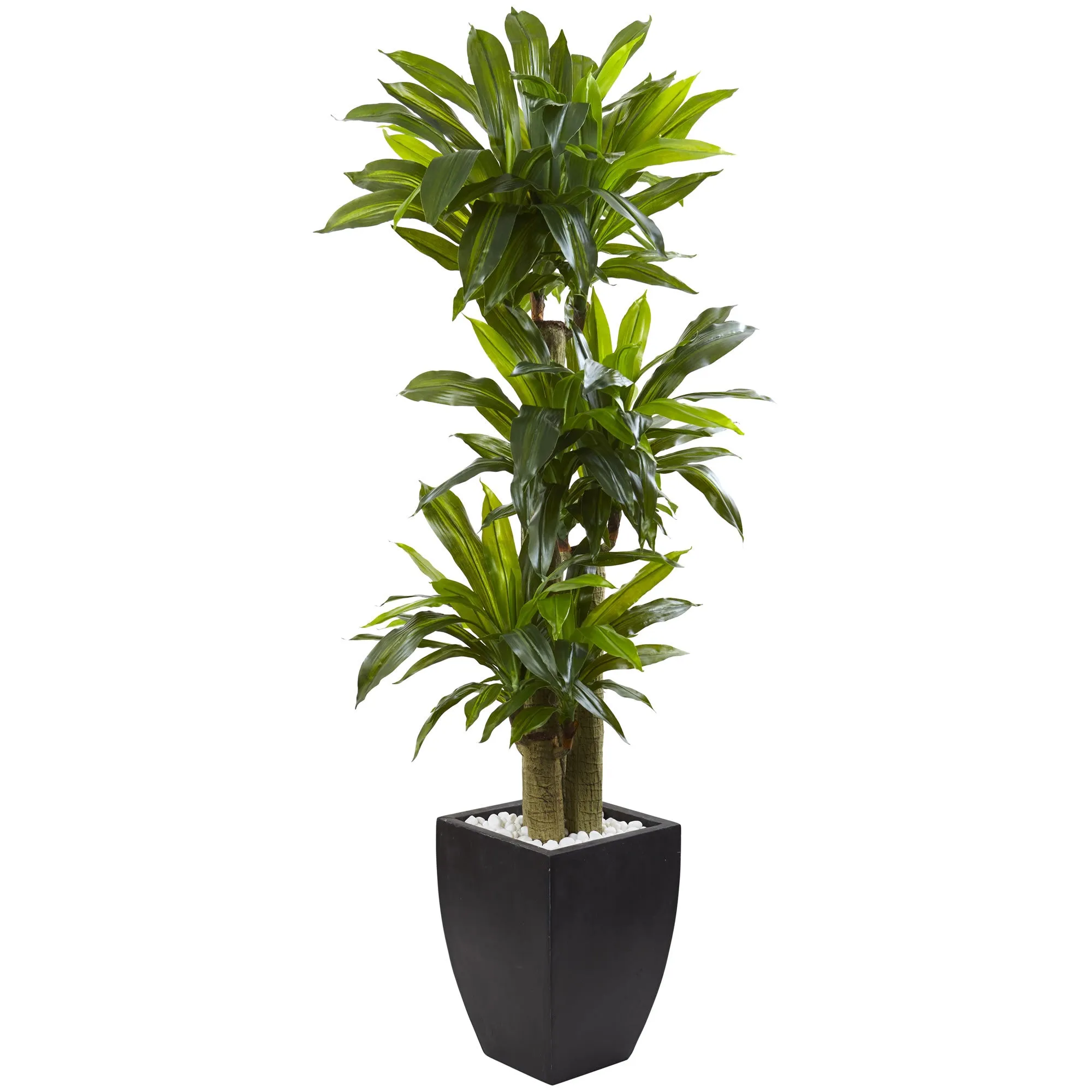 66" Artificial Corn Stalk Dracaena with Black Wash Planter - Low Maintenance, Life-Like & Vibrant Silk Plants For Busy People.