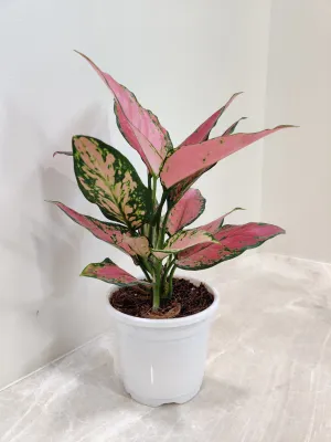 Aglaonema Pink Plant