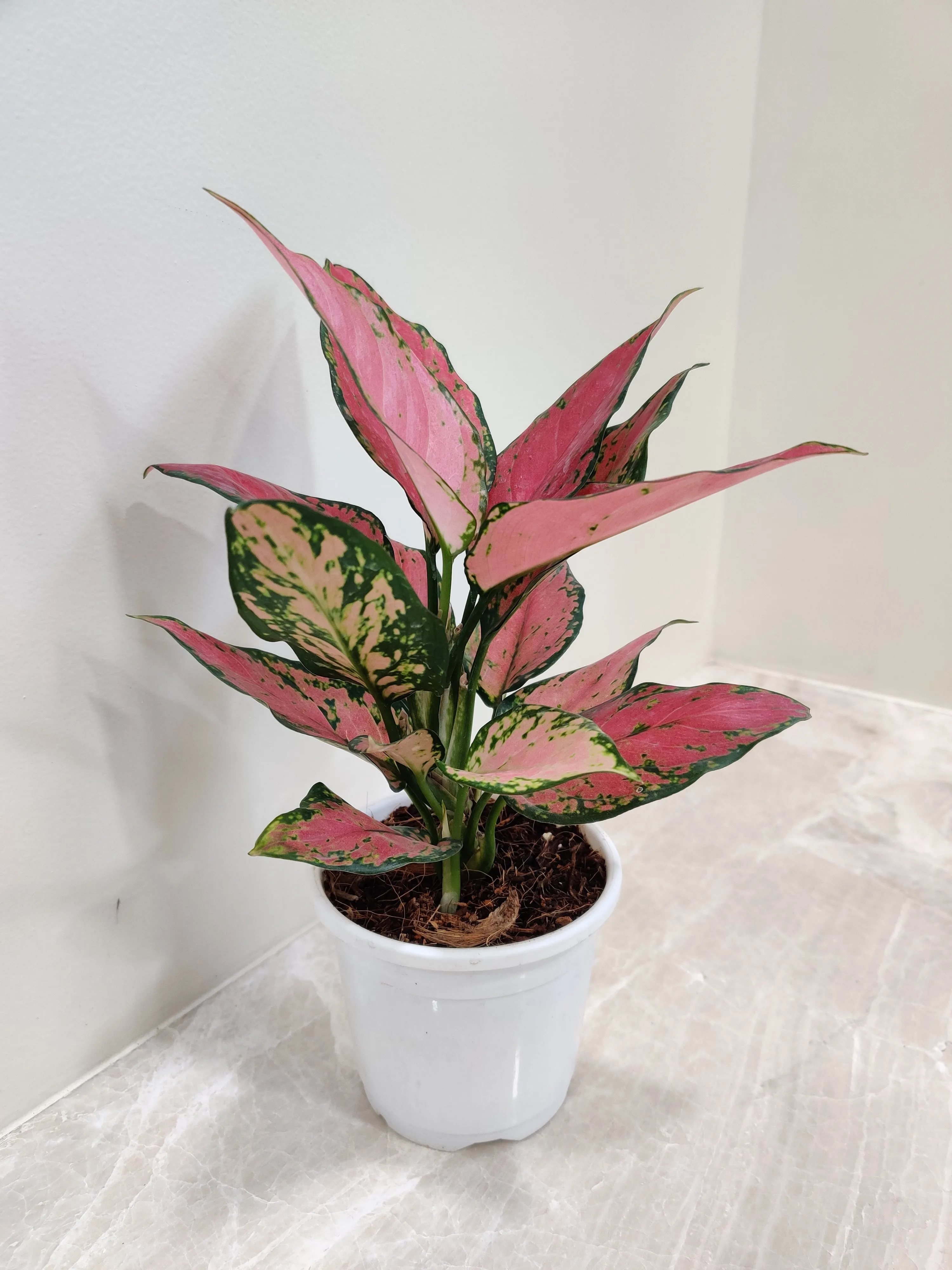 Aglaonema Pink Plant