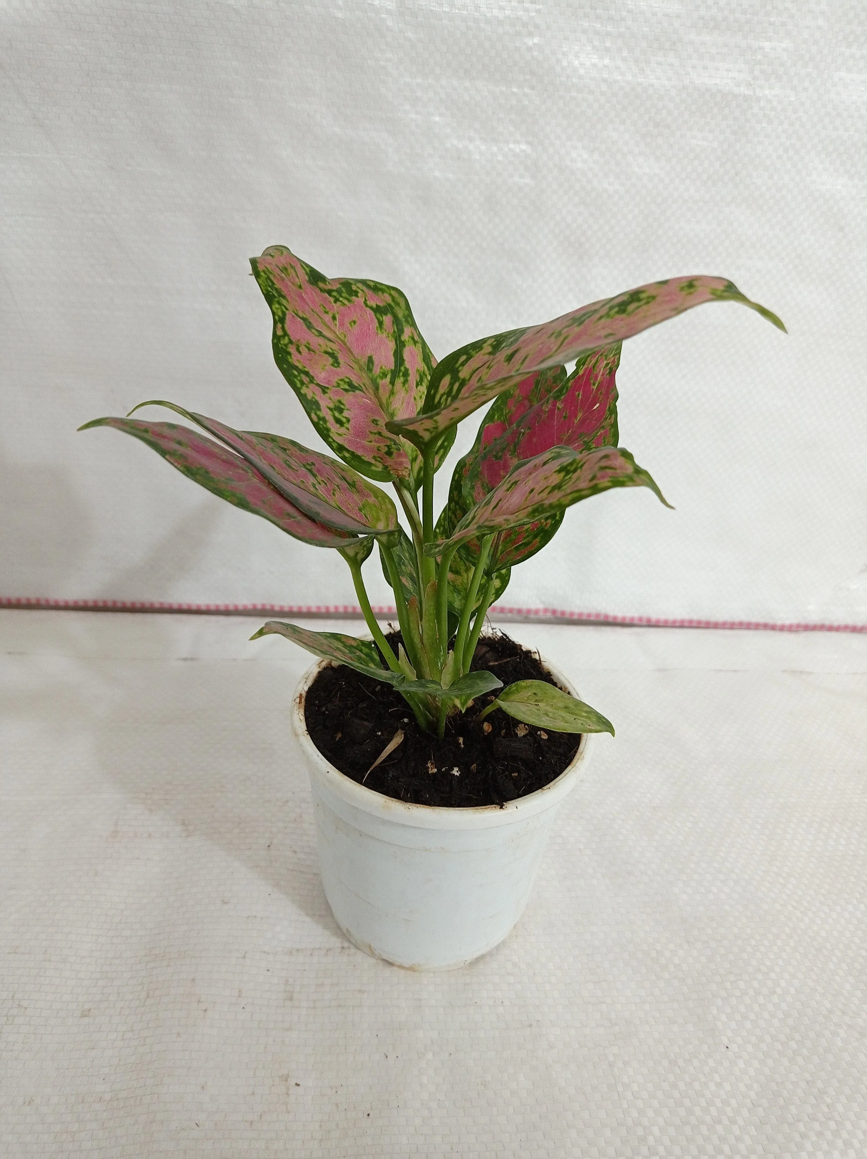 Aglaonema Pink Plant