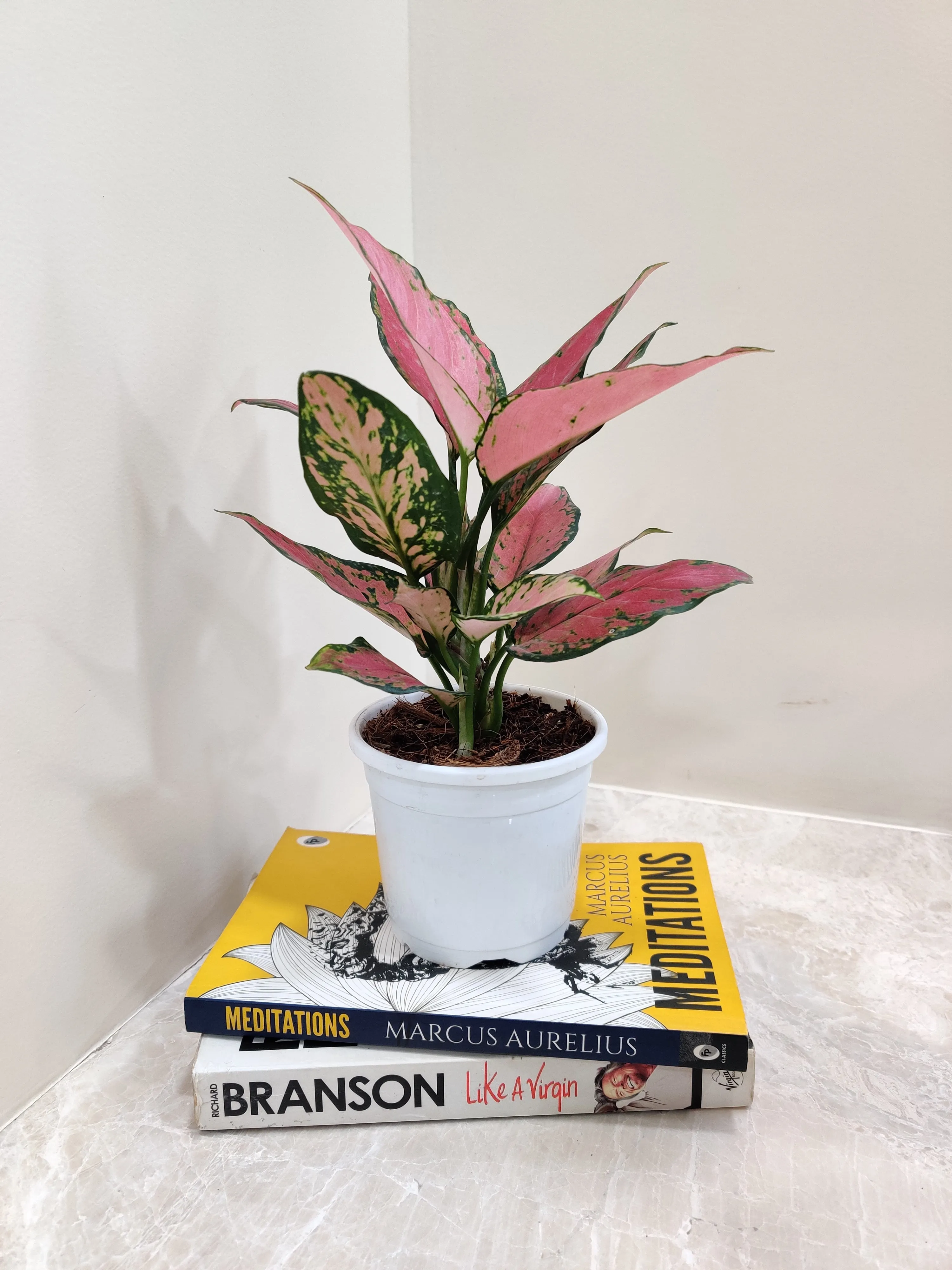 Aglaonema Pink Plant