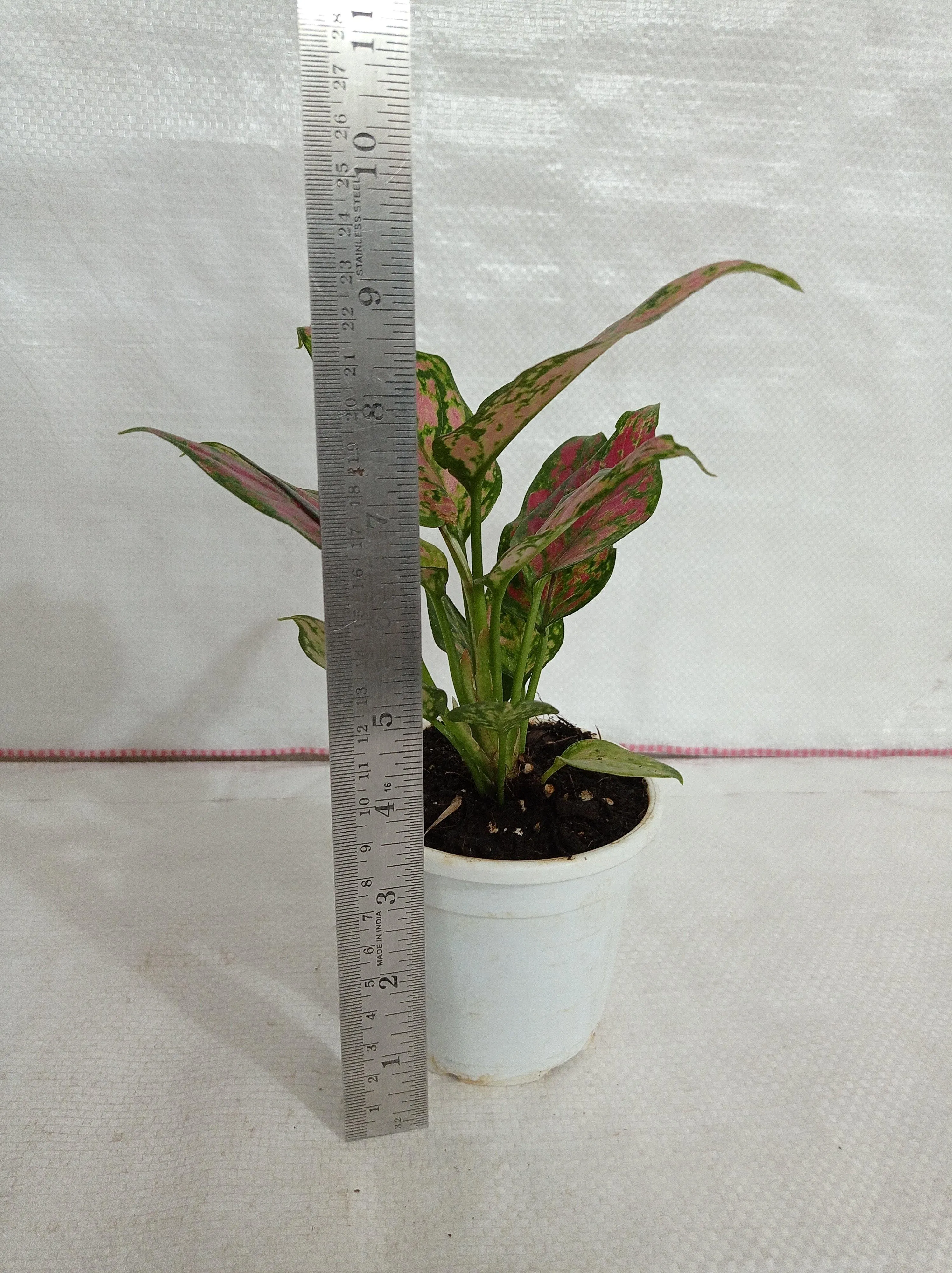 Aglaonema Pink Plant