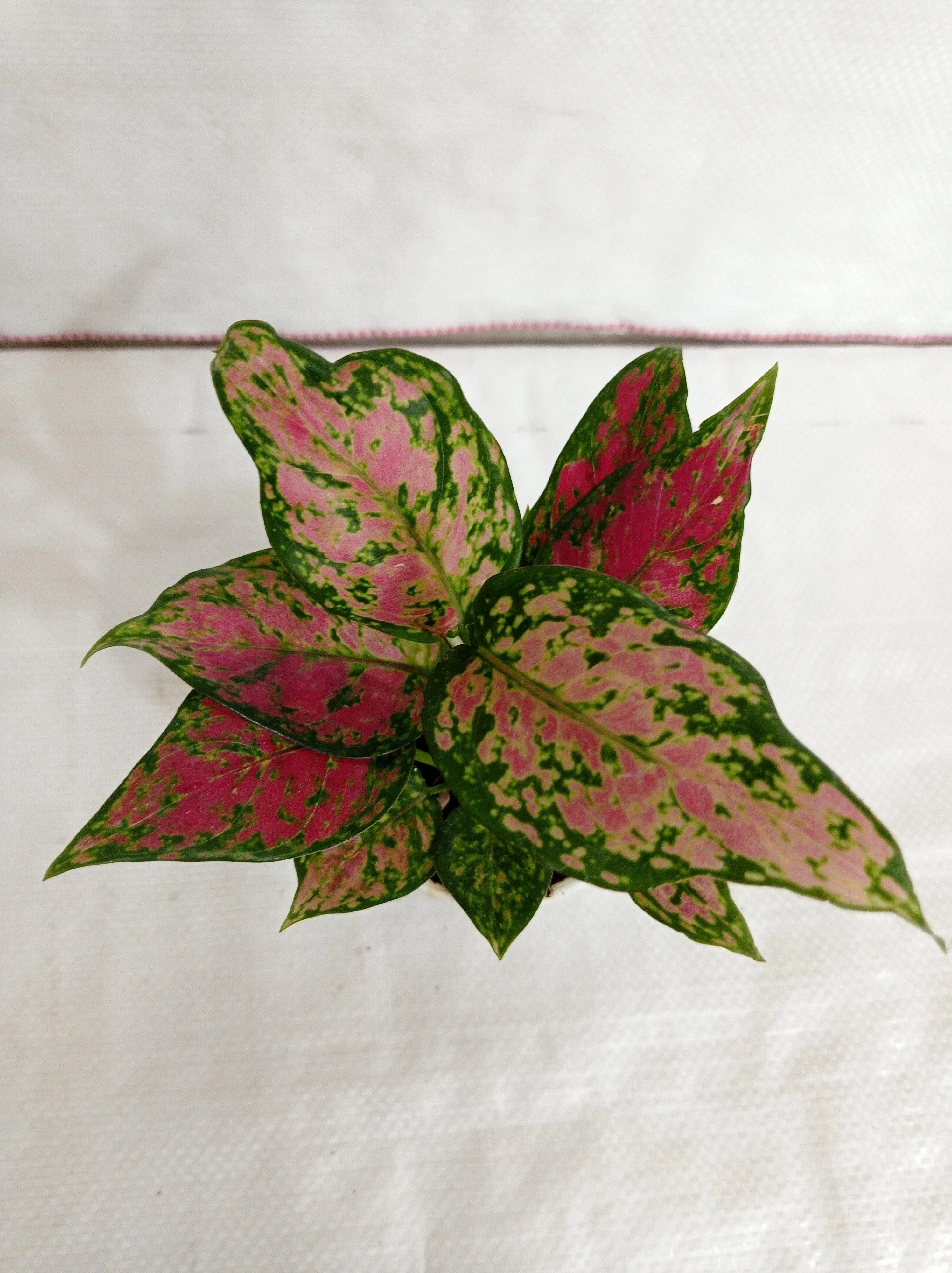 Aglaonema Pink Plant