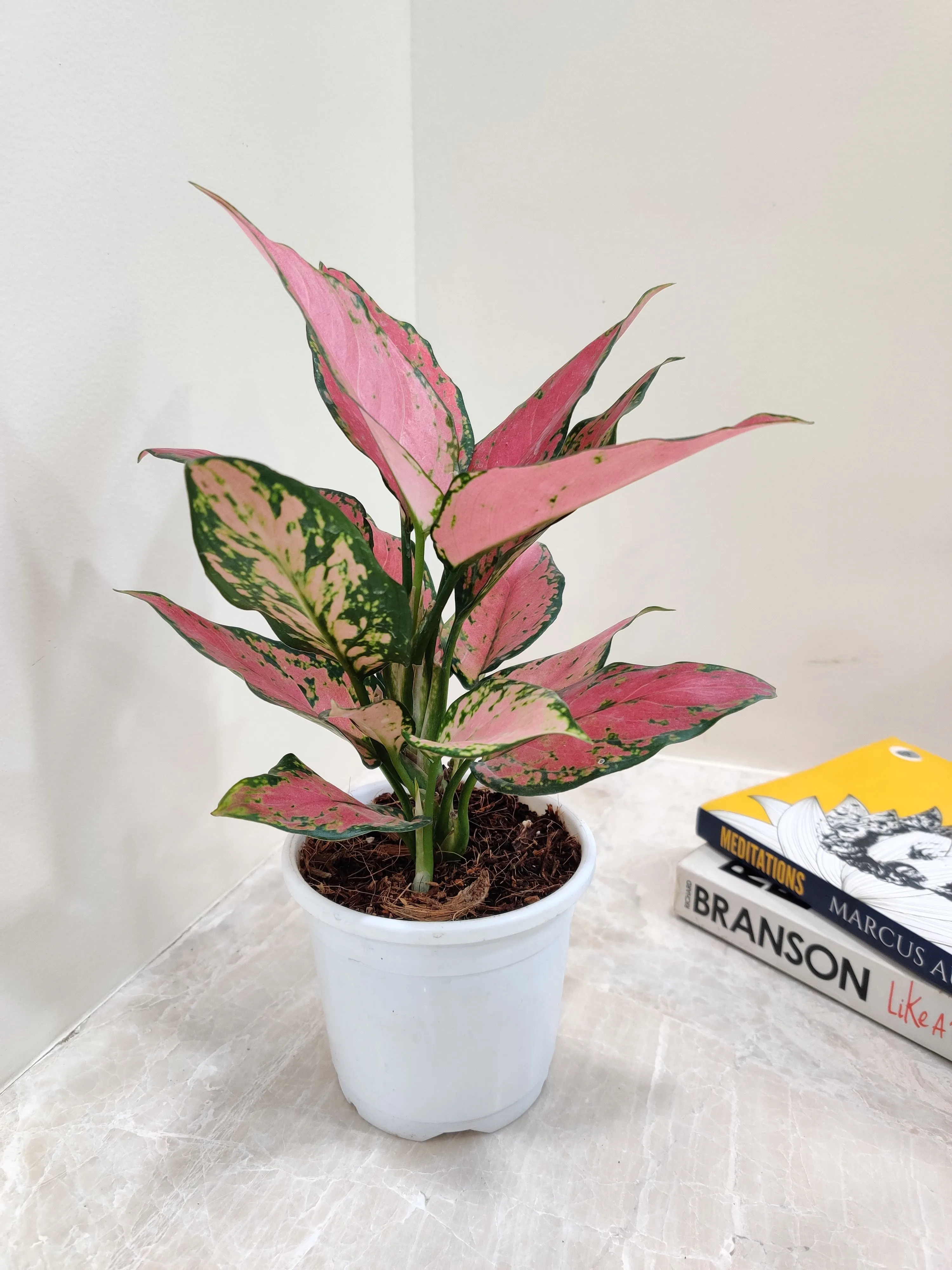 Aglaonema Pink Plant