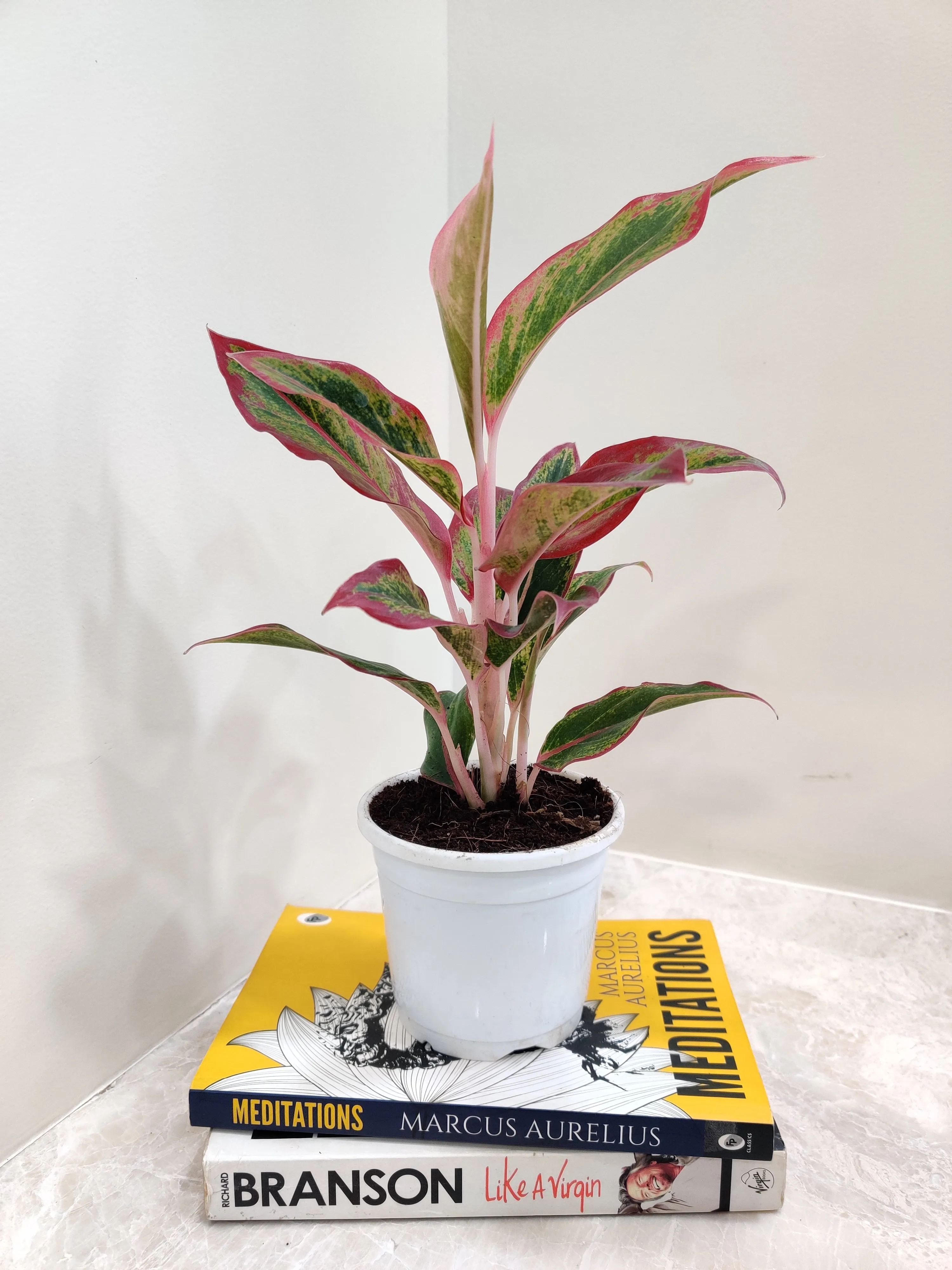 Aglaonema Red Lipstick Plant