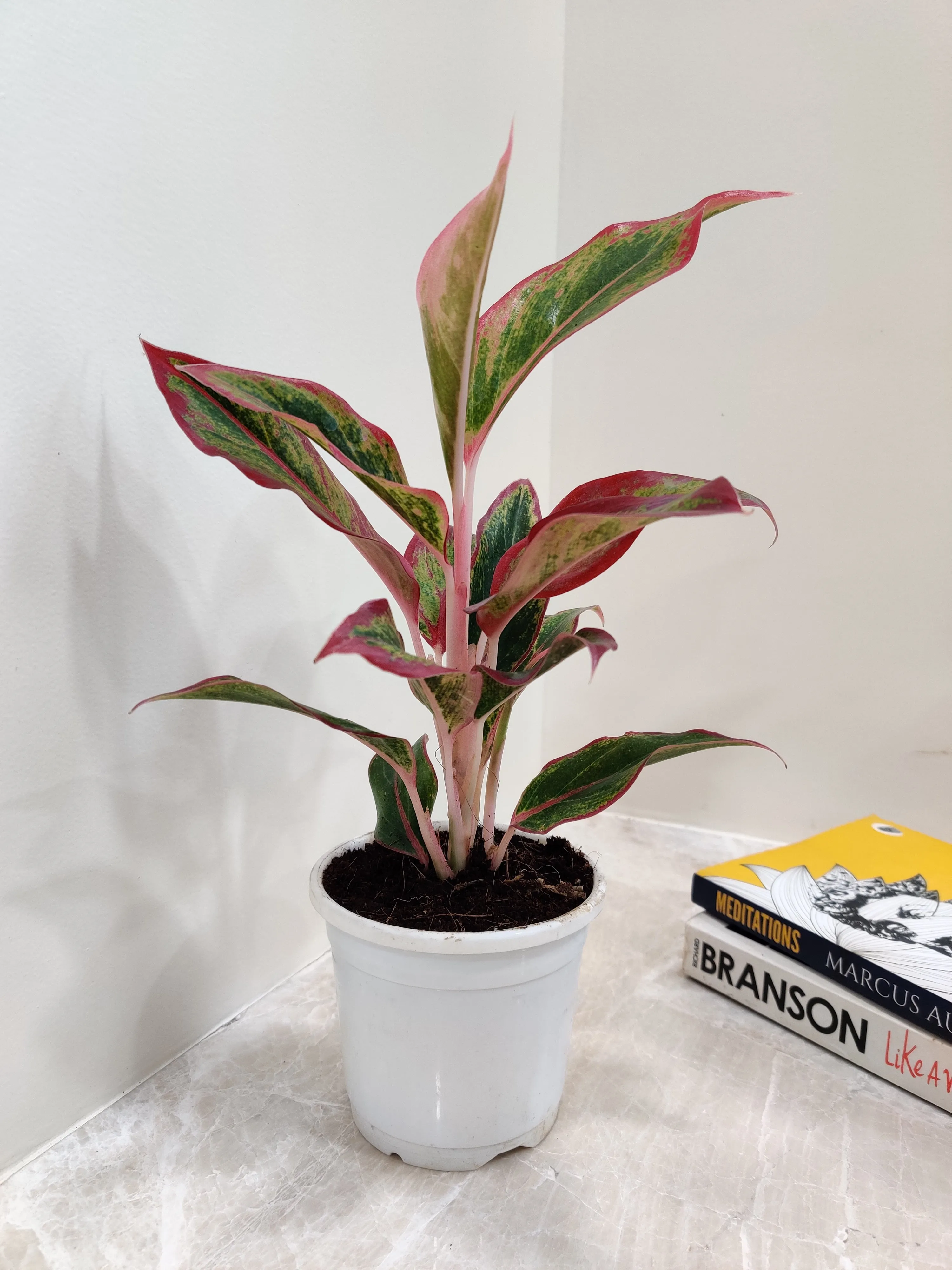 Aglaonema Red Lipstick Plant