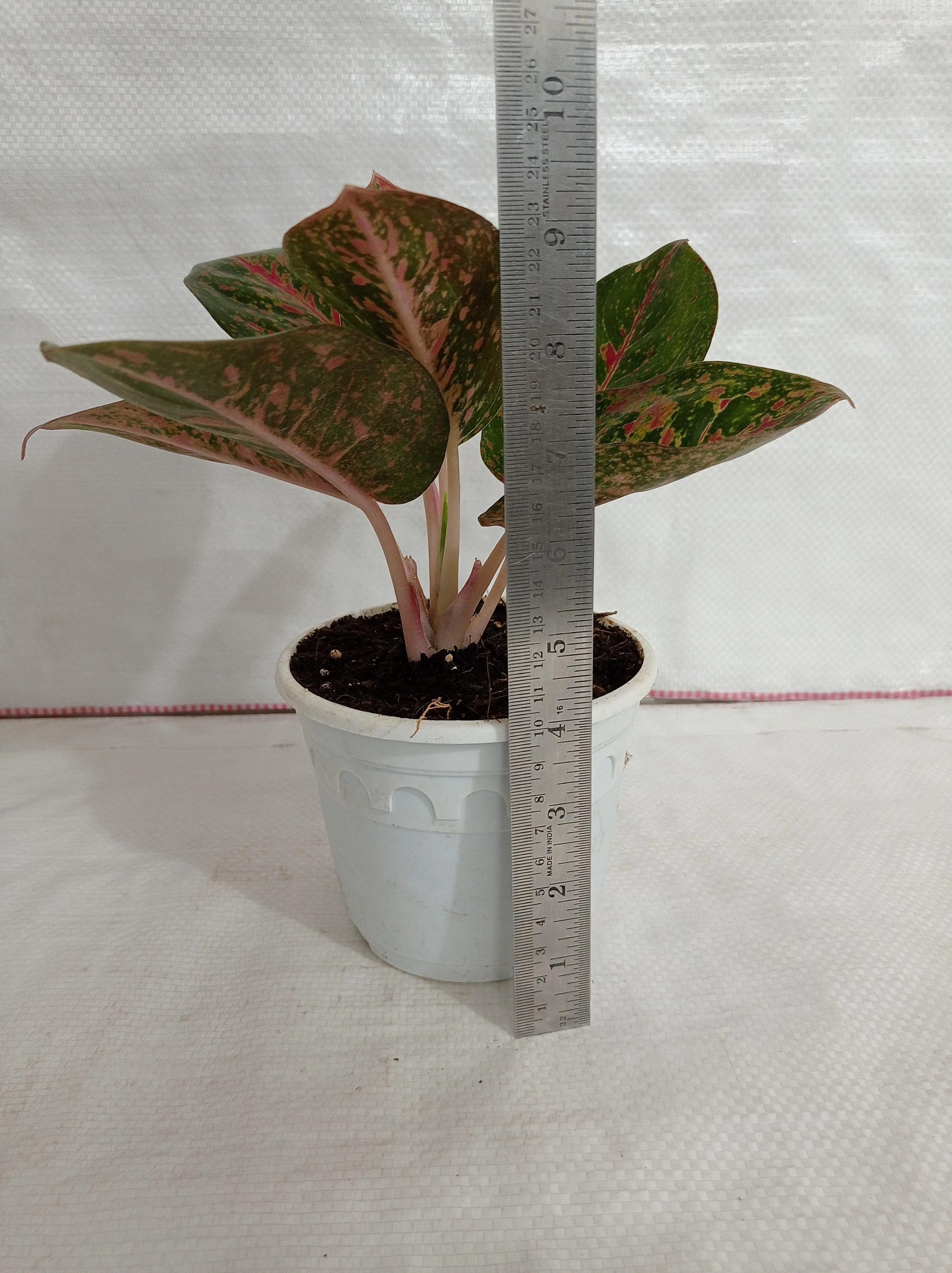 Aglaonema Star Dust Plant