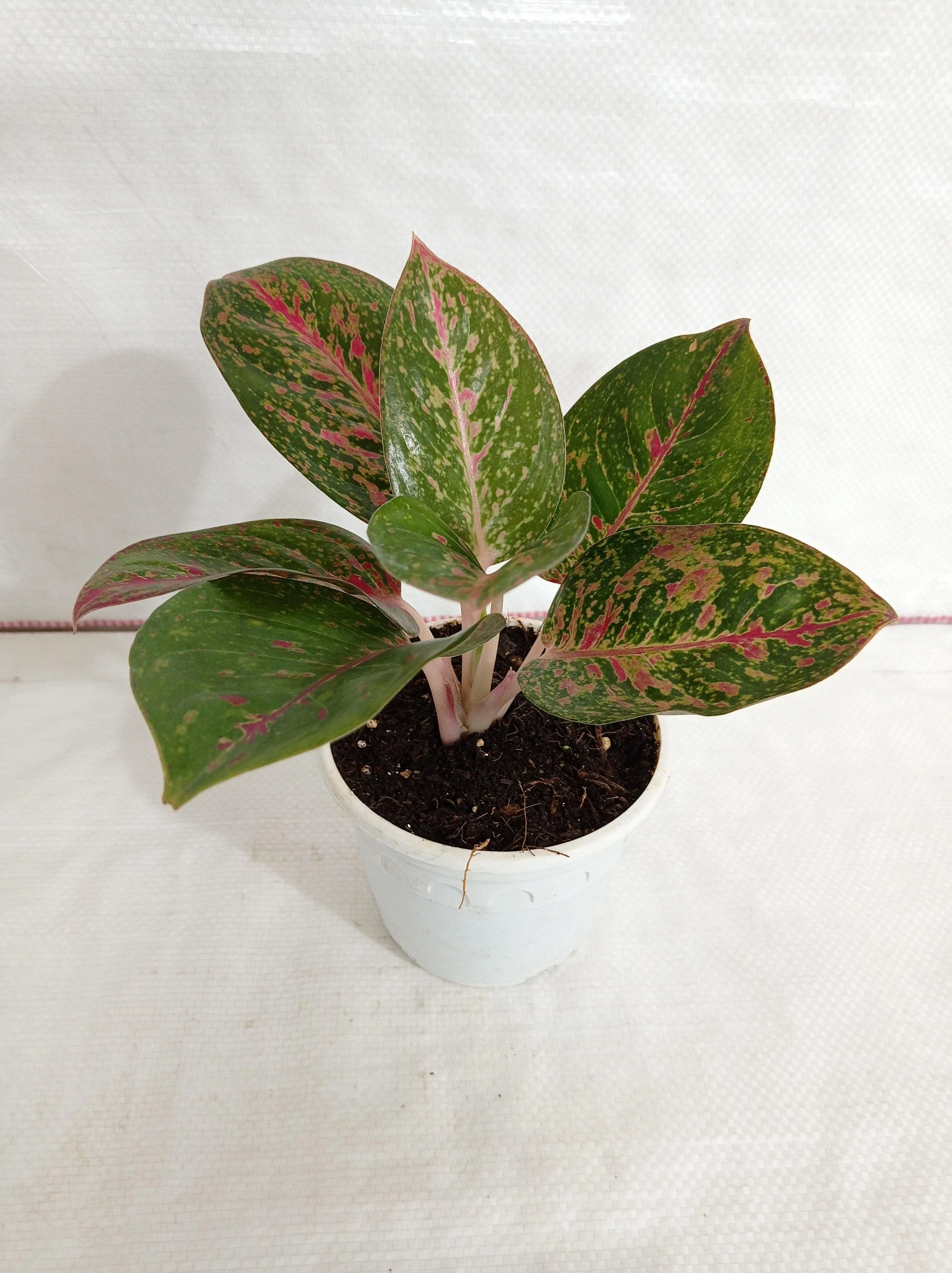 Aglaonema Star Dust Plant