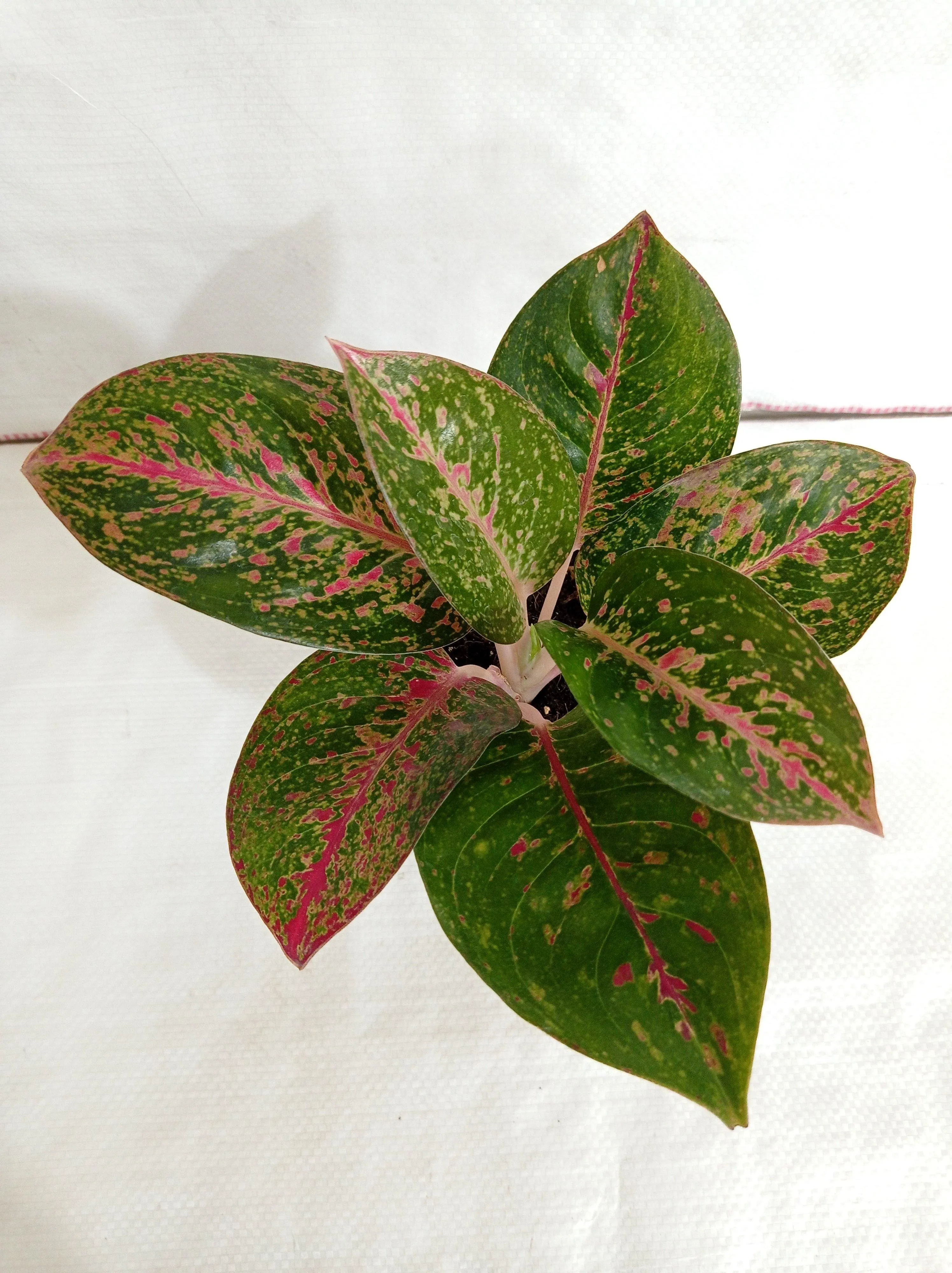 Aglaonema Star Dust Plant