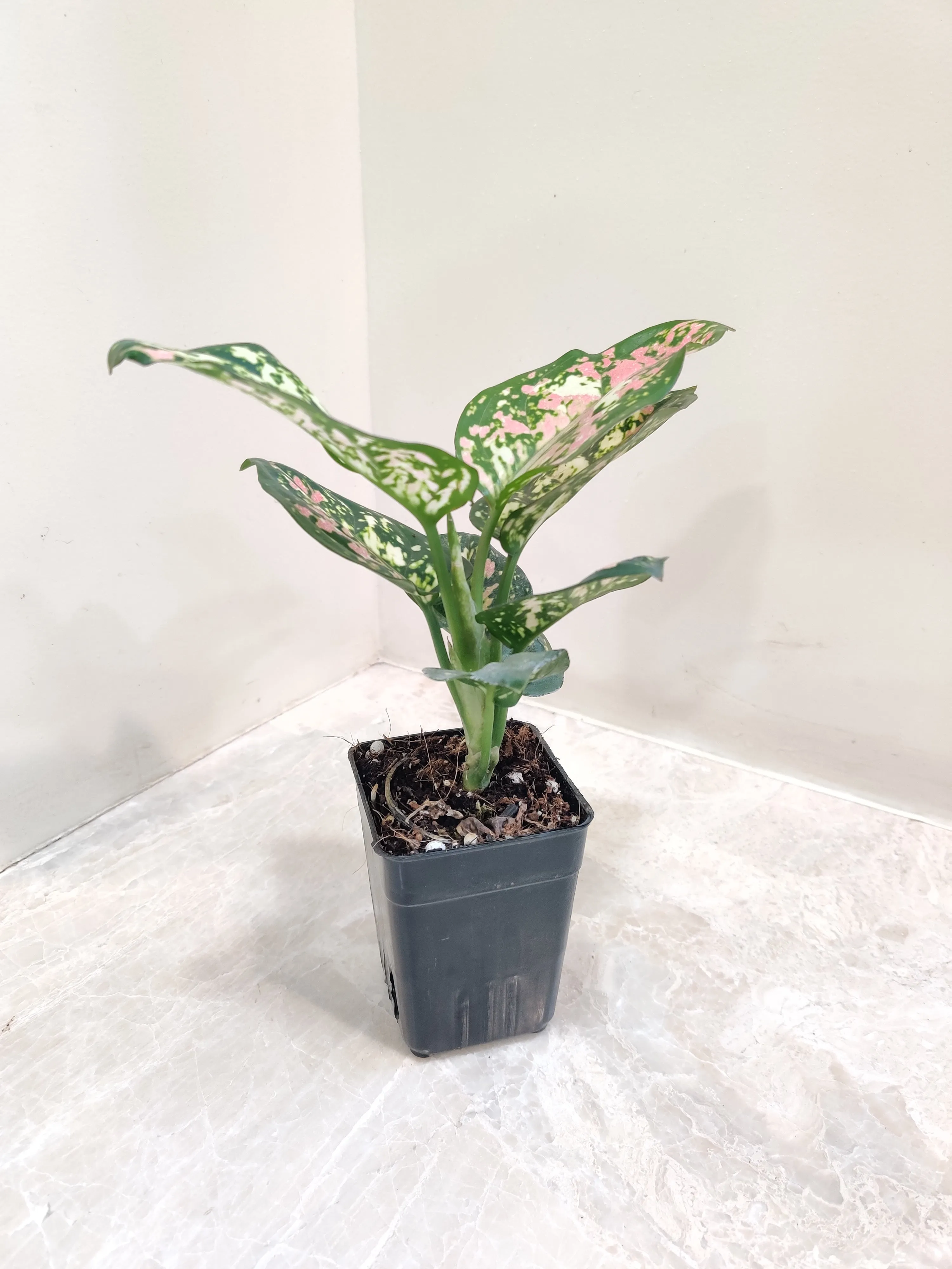 Aglaonema Tricolor Plant