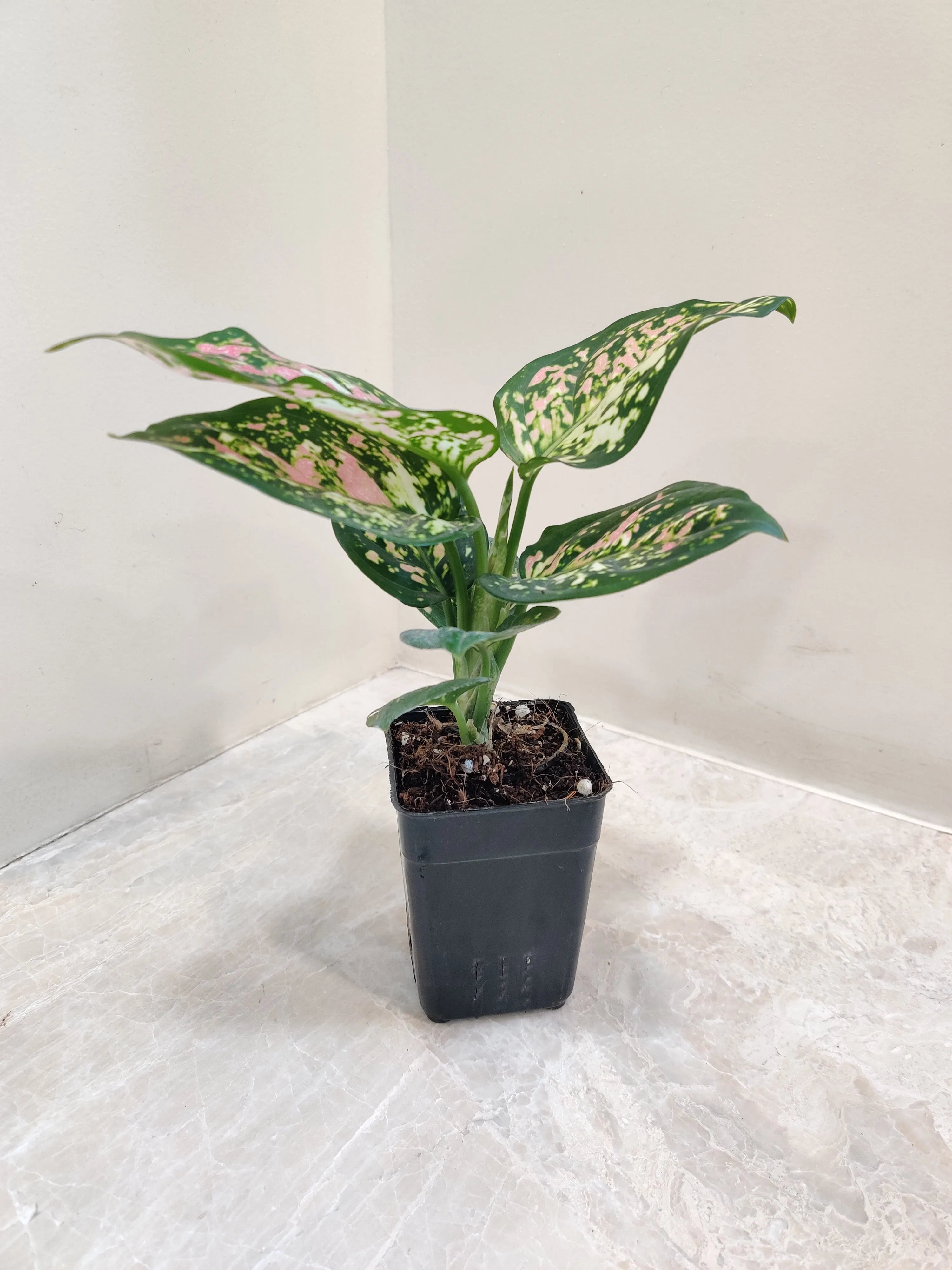 Aglaonema Tricolor Plant