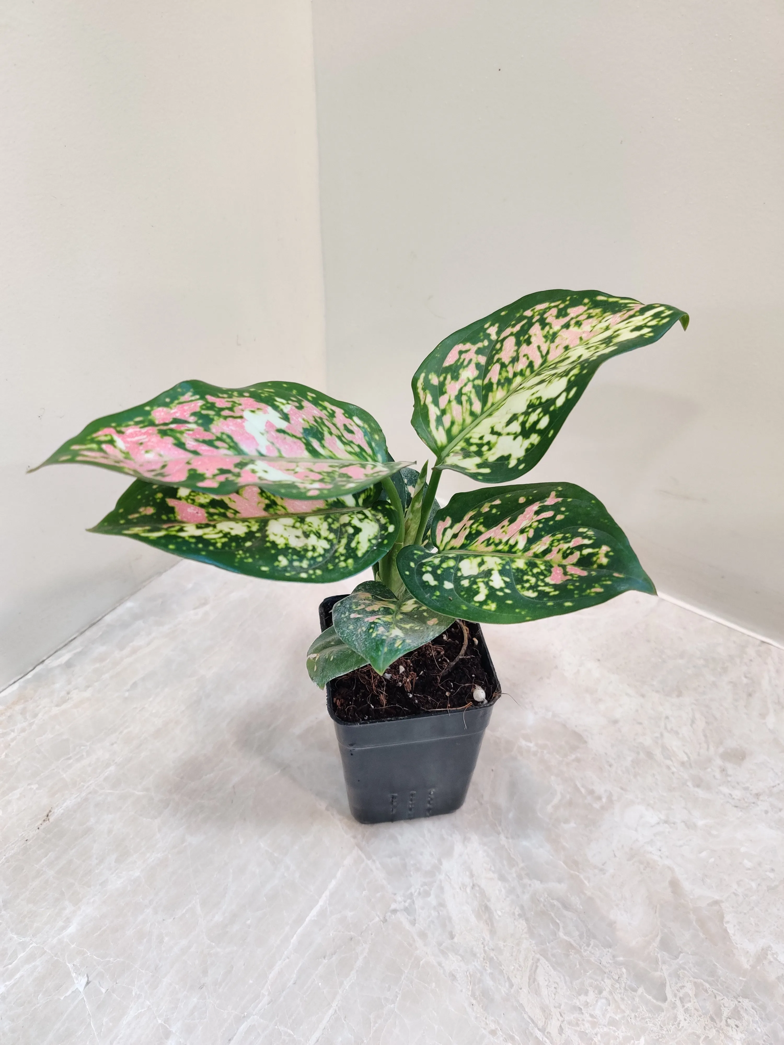 Aglaonema Tricolor Plant