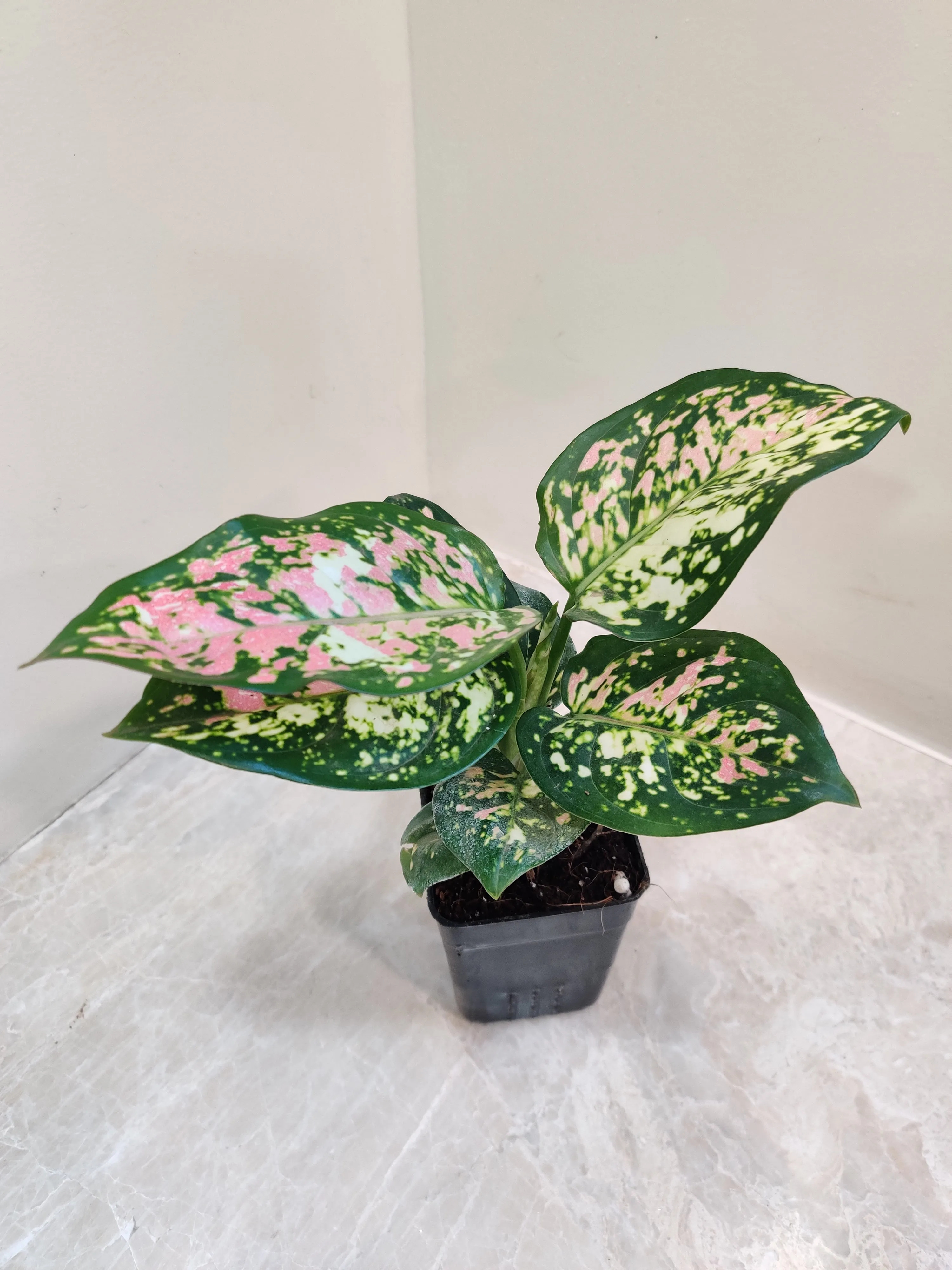 Aglaonema Tricolor Plant