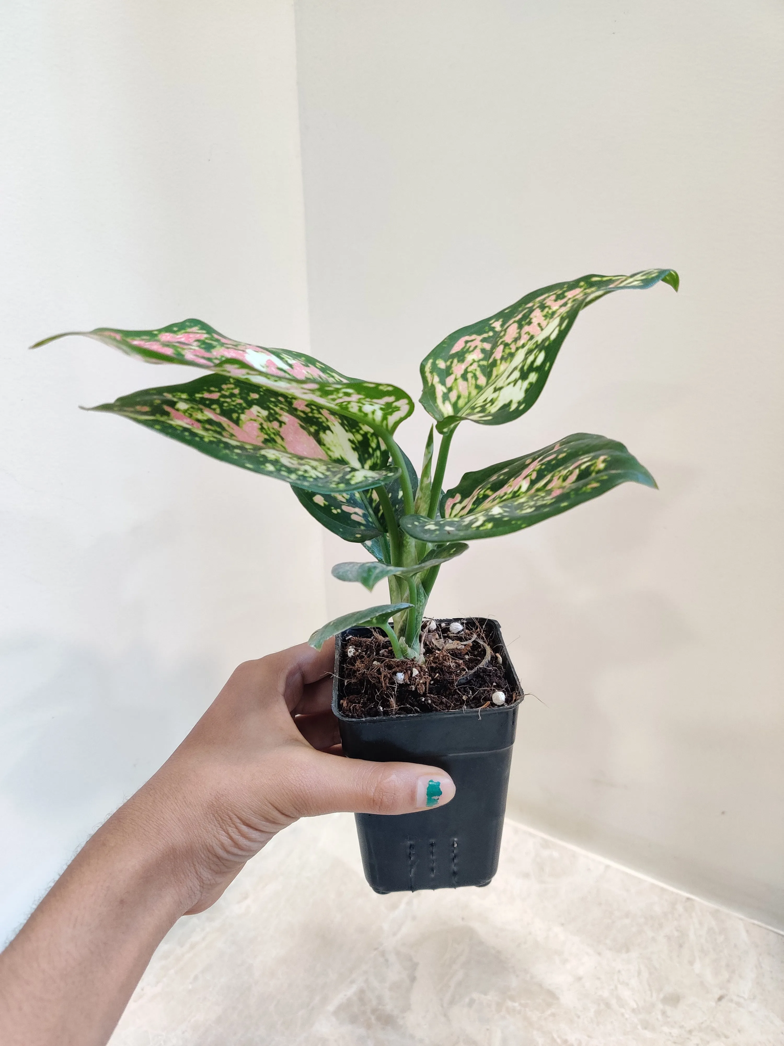 Aglaonema Tricolor Plant