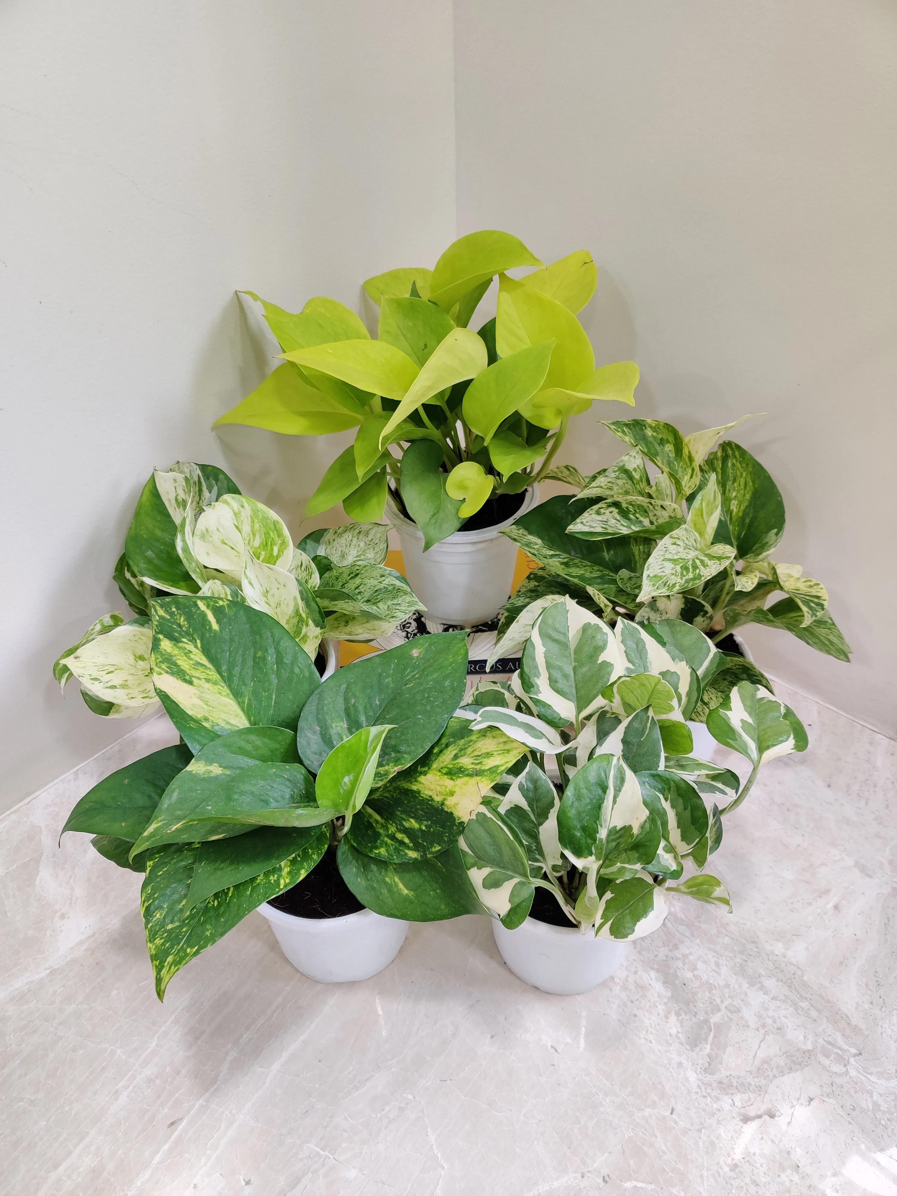 Air-Purifying Money Plants in Flower Pots (Pack of 5)