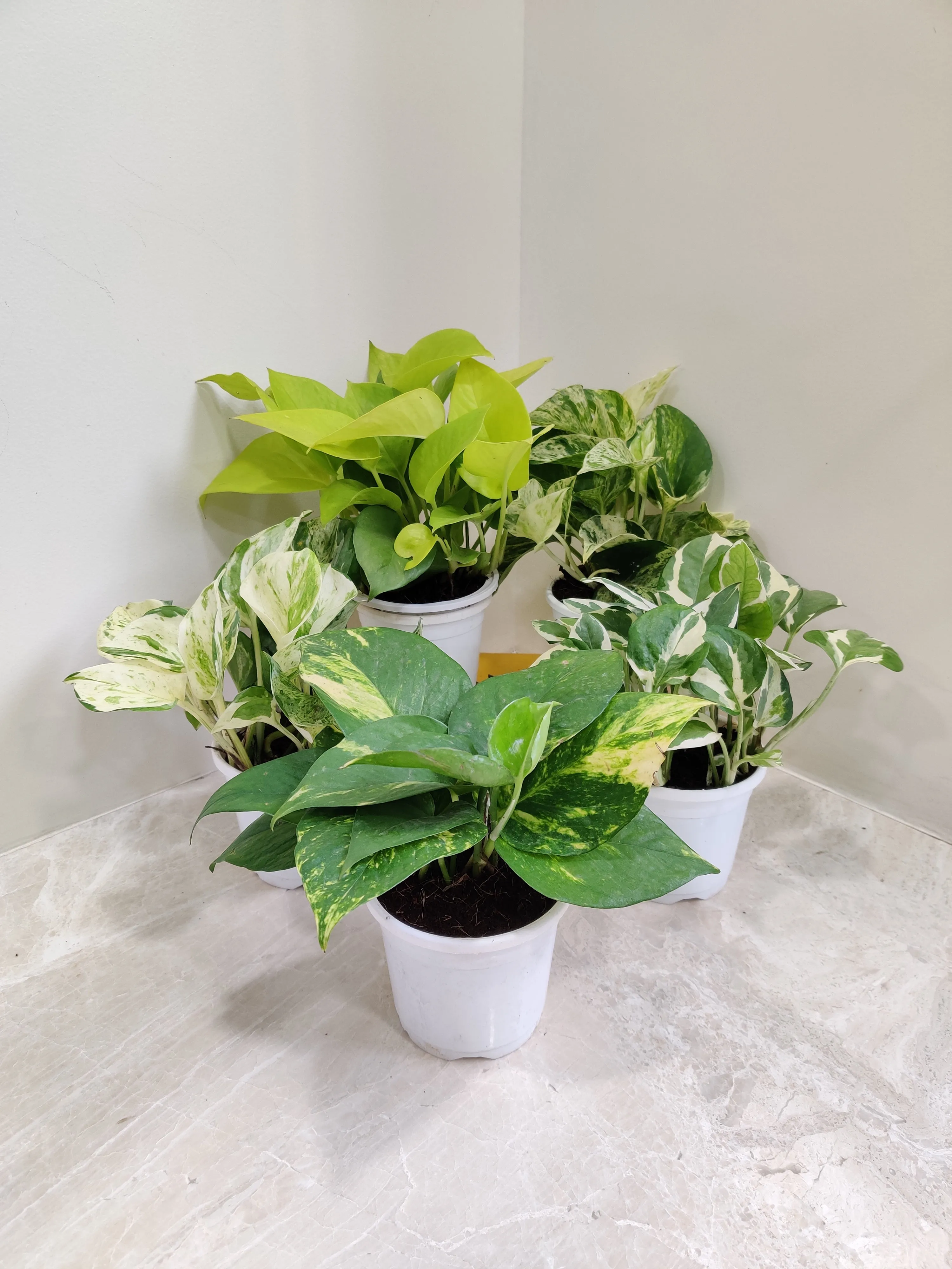 Air-Purifying Money Plants in Flower Pots (Pack of 5)