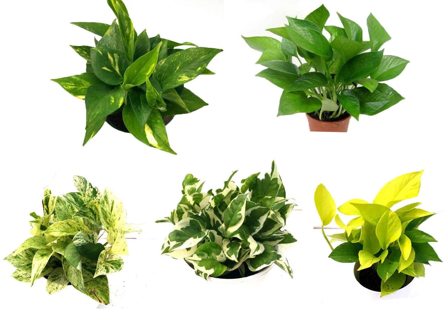 Air-Purifying Money Plants in Flower Pots (Pack of 5)