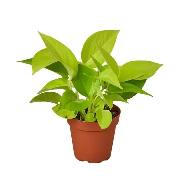 Air-Purifying Money Plants in Flower Pots (Pack of 5)