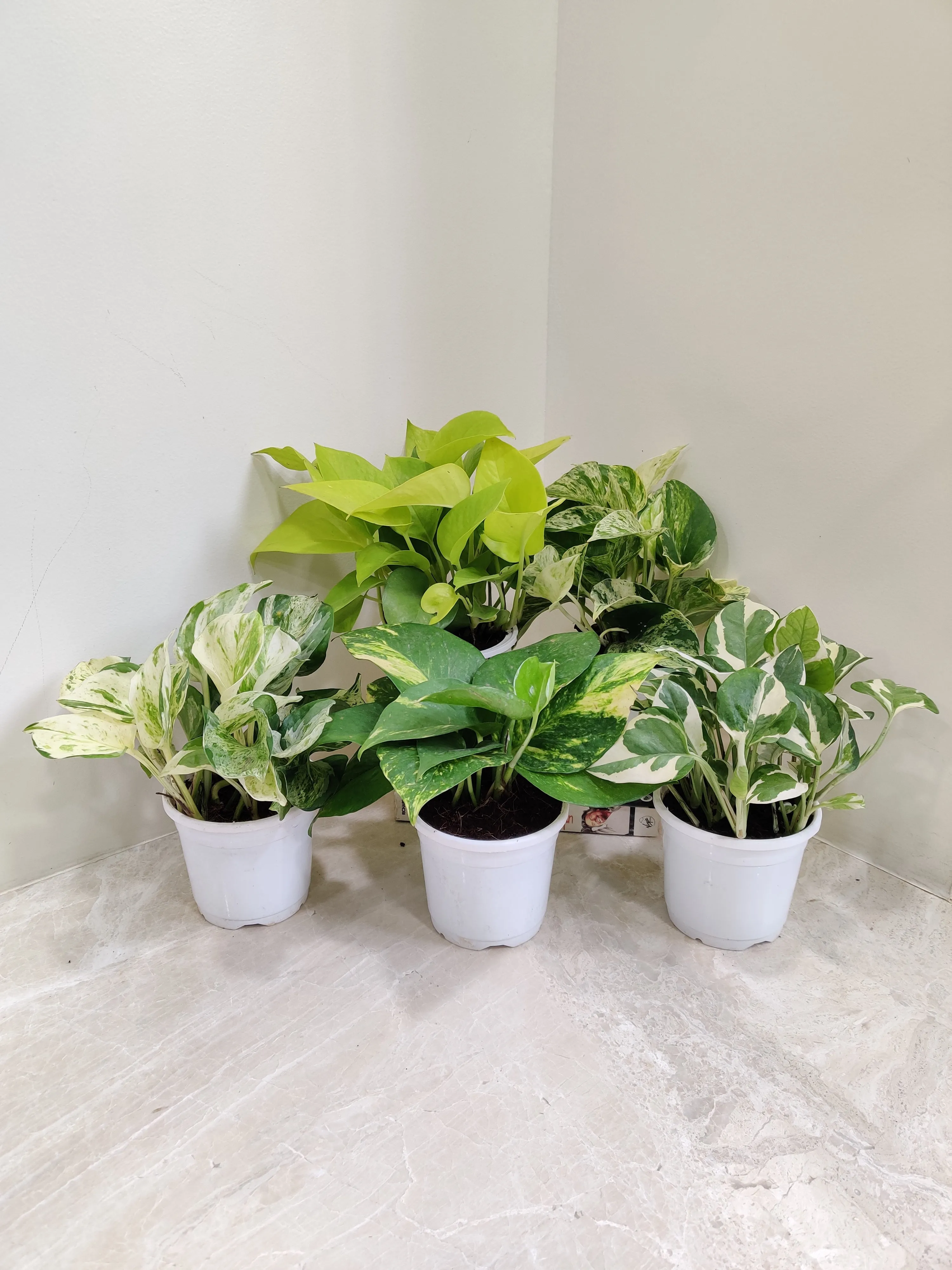 Air-Purifying Money Plants in Flower Pots (Pack of 5)