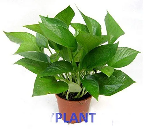 Air-Purifying Money Plants in Flower Pots (Pack of 5)