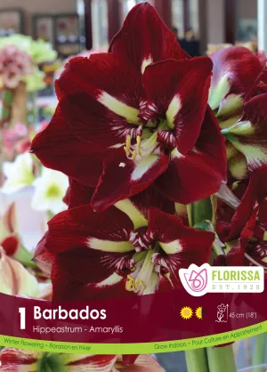 Amaryllis Barbados