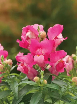 Antirrhinum Palette Deep Rose Flower Seeds