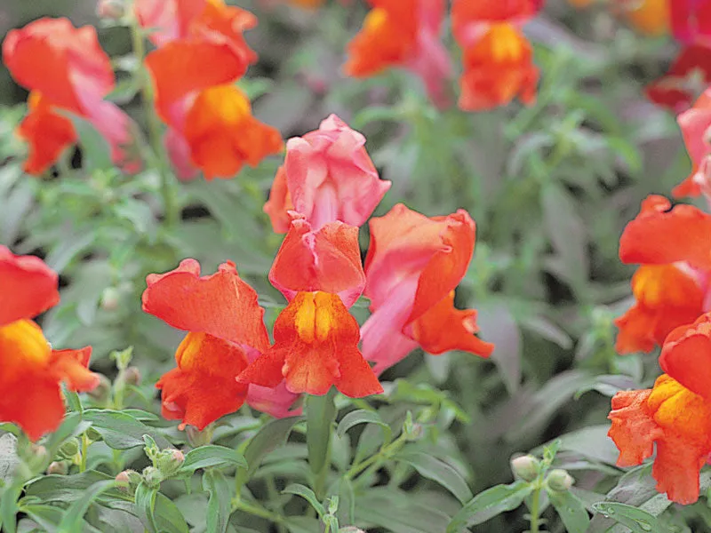 Antirrhinum Palette Orange Flower Seeds