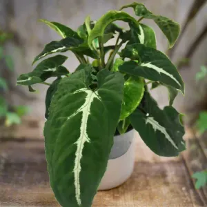 Arrowhead Vine 'Silver Goosefoot' (Syngonium wendlandii)