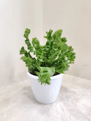 Asplenium Nidus Crispy Wave Fern Plant