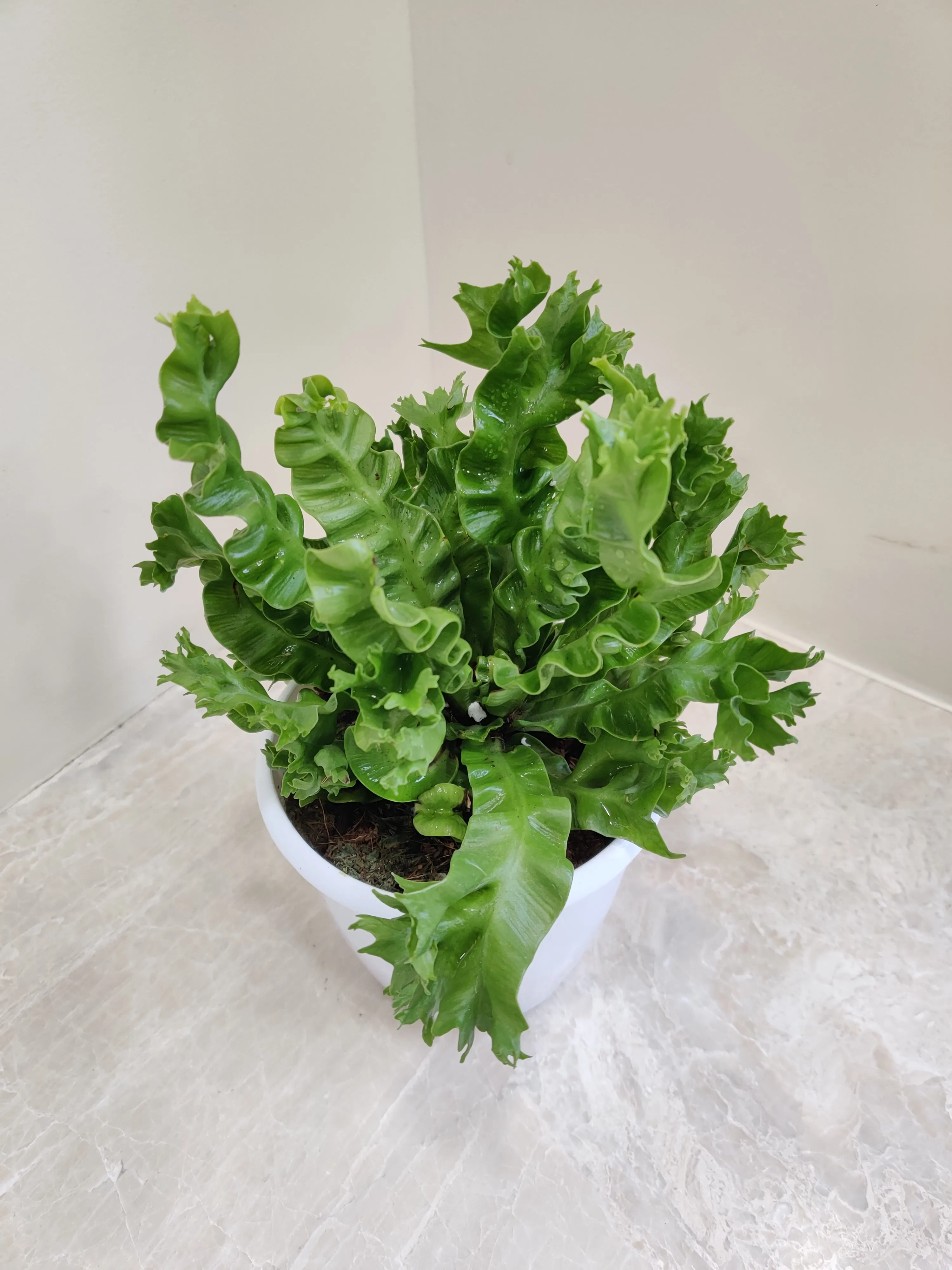 Asplenium Nidus Crispy Wave Fern Plant