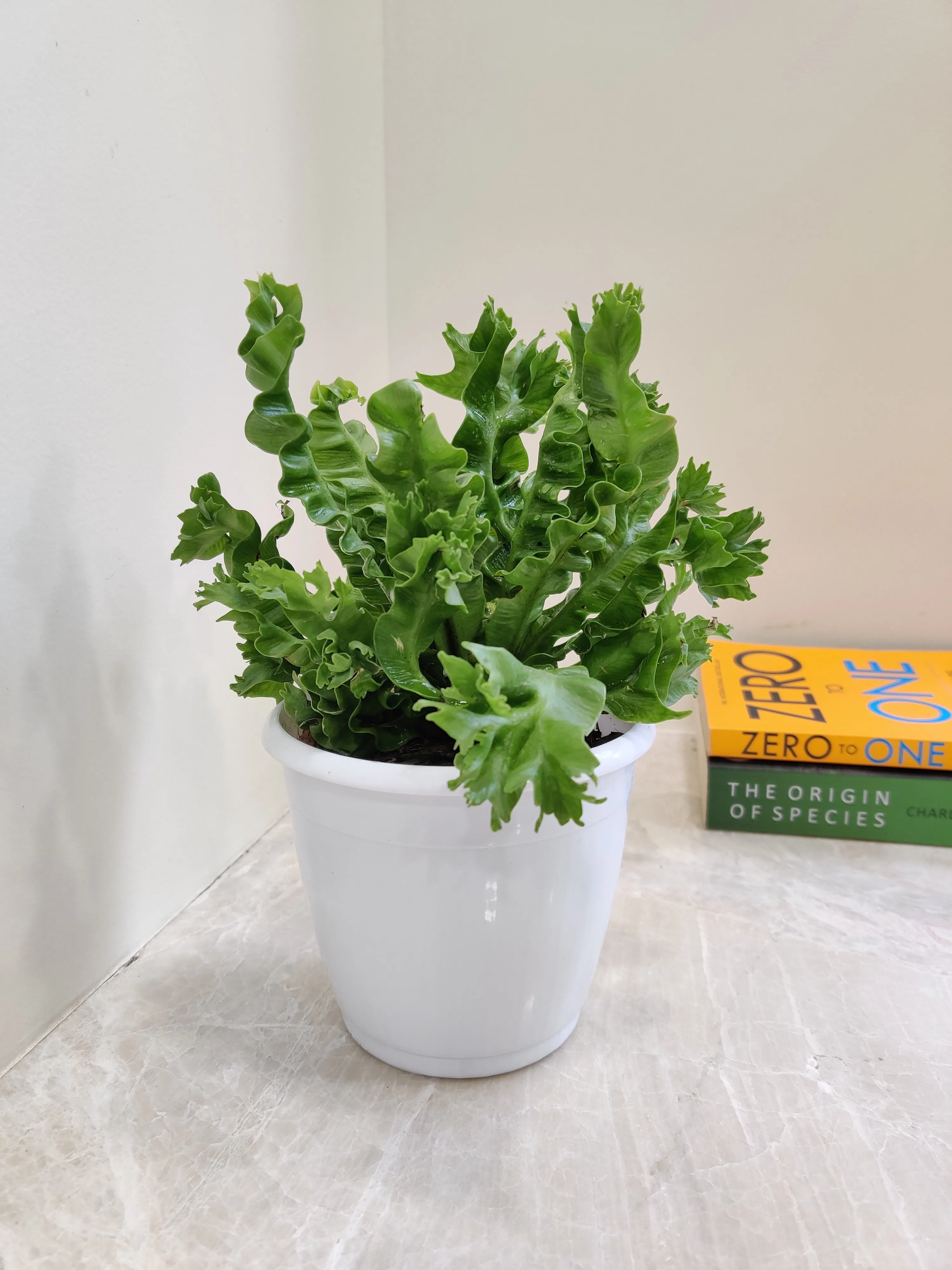 Asplenium Nidus Crispy Wave Fern Plant