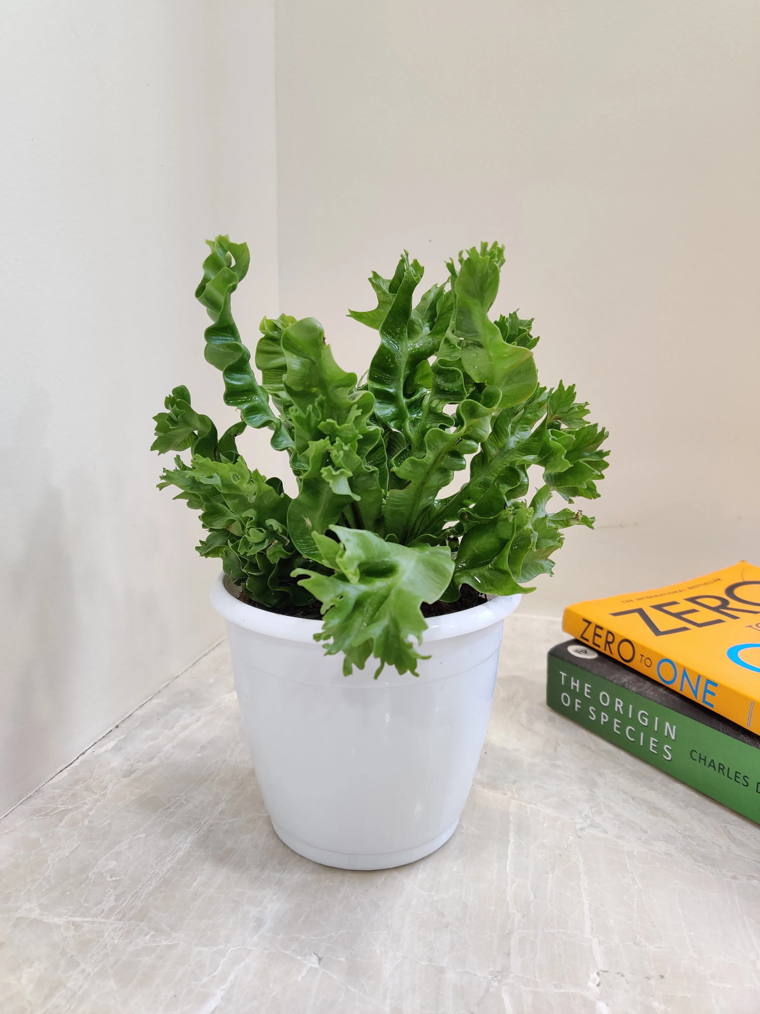 Asplenium Nidus Crispy Wave Fern Plant