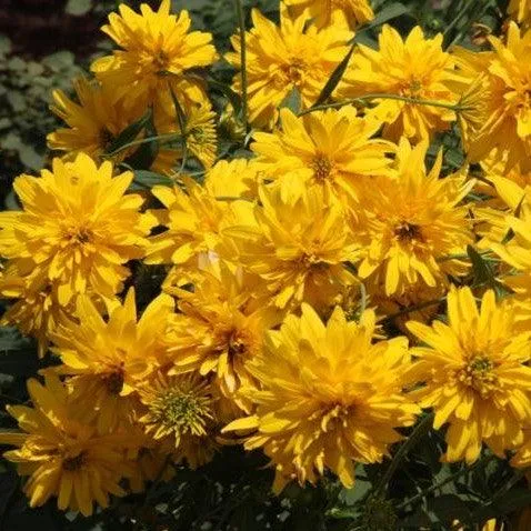 Beautiful and Vibrant | Coreopsis Species Plants for Sale