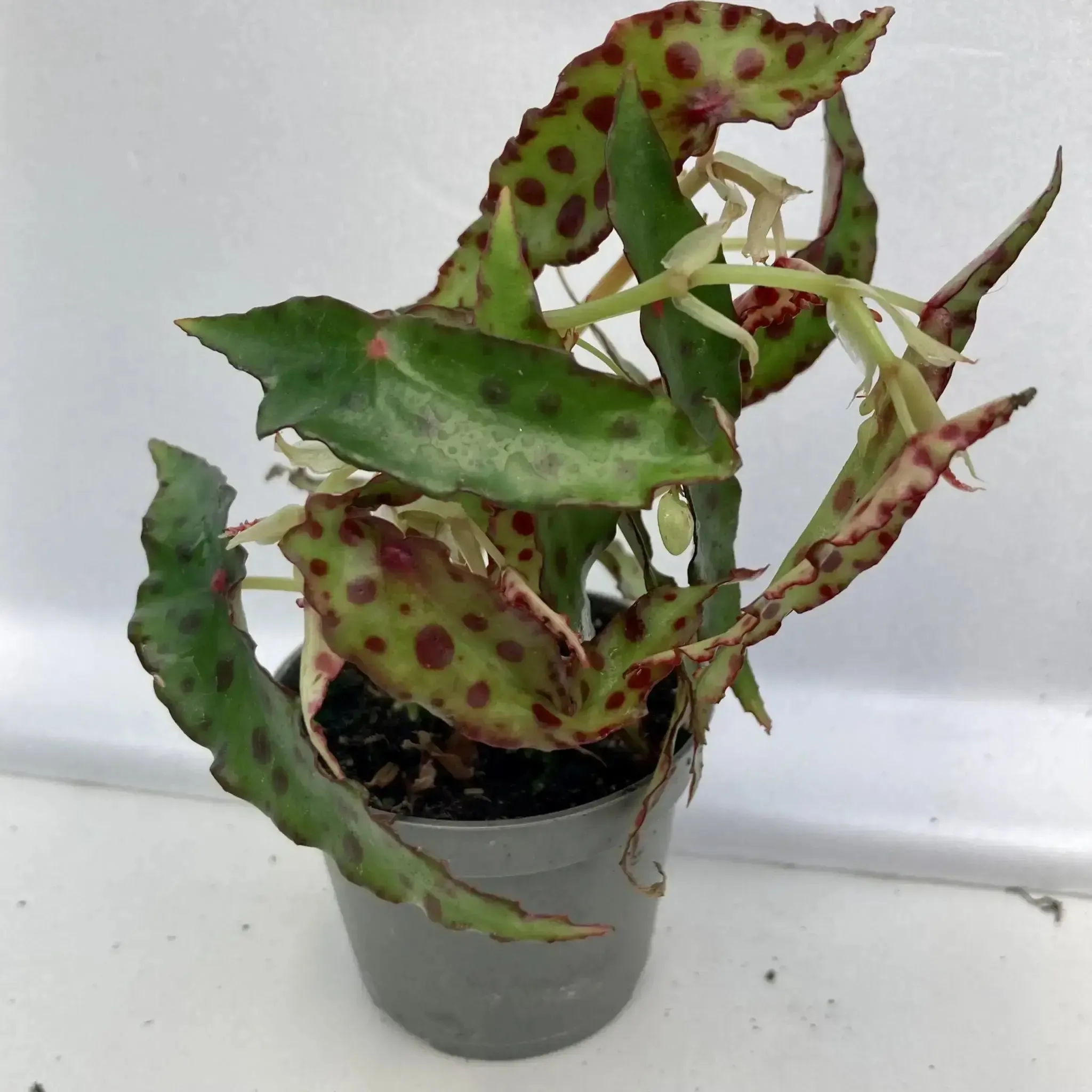 Begonia amphioxus