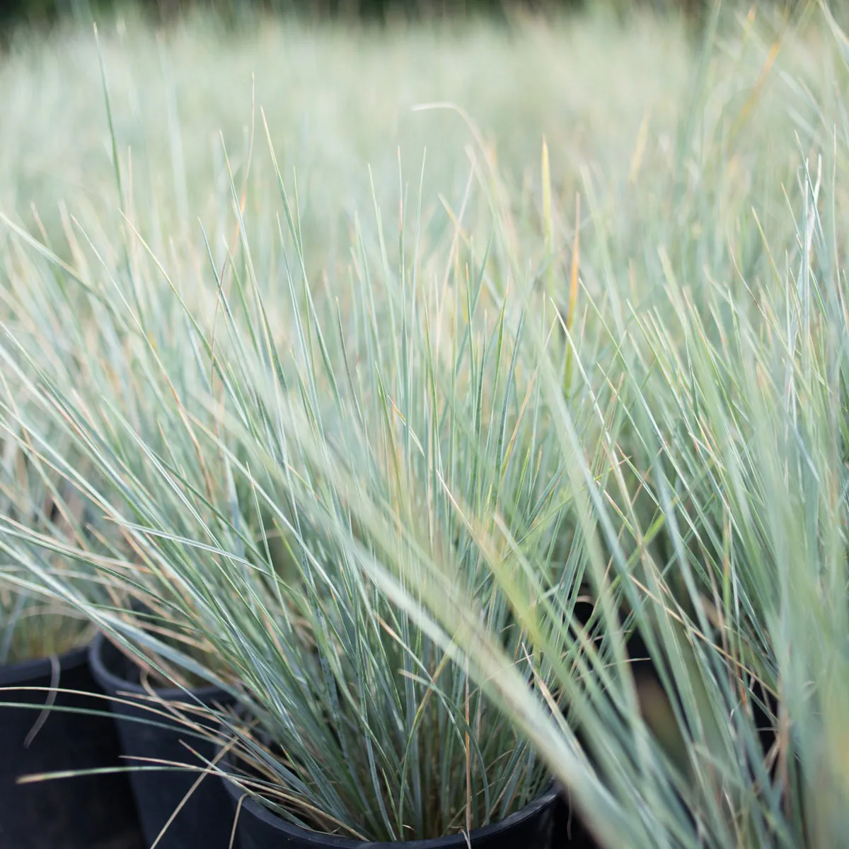 Blue Oat Grass