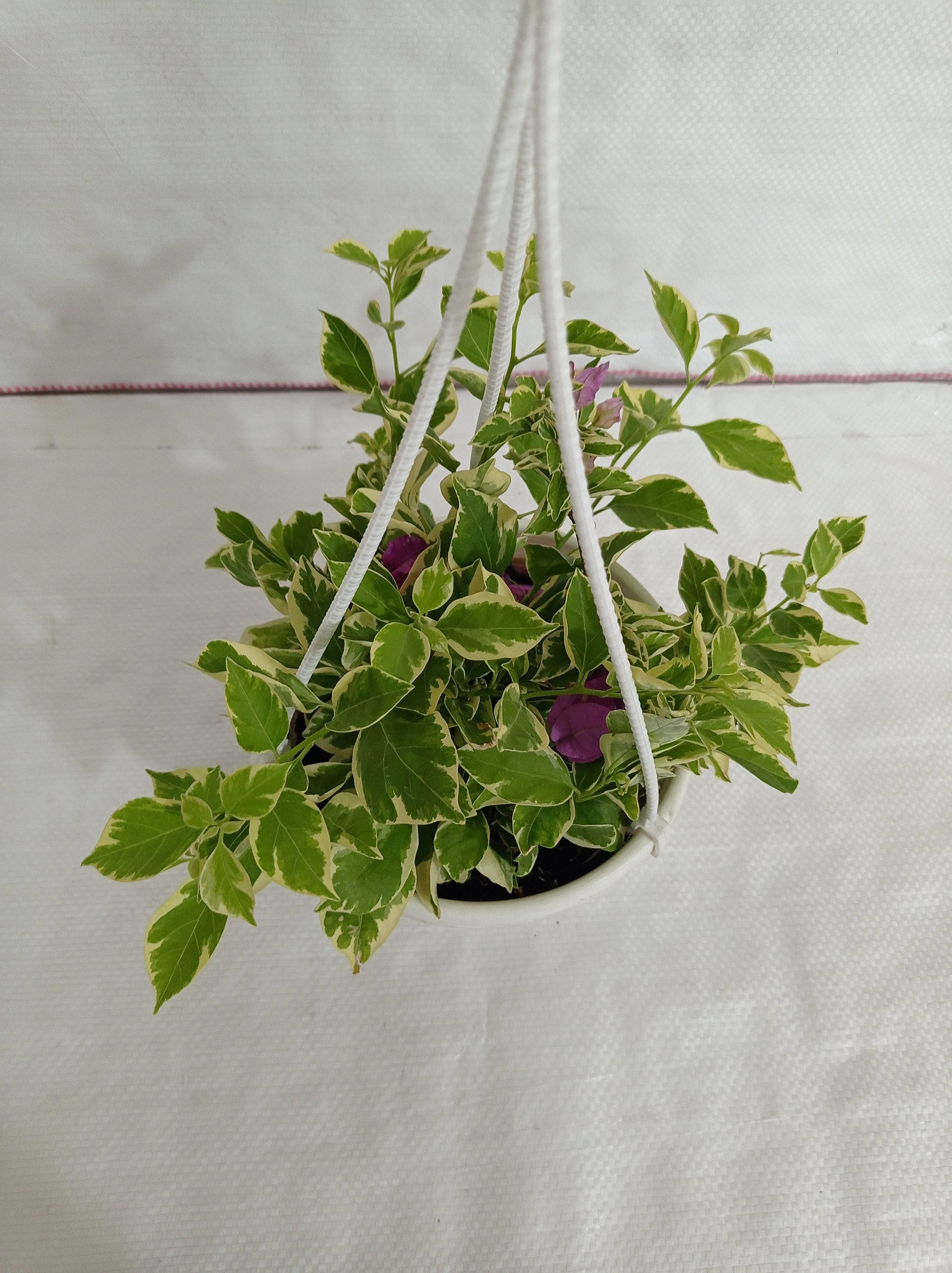 Bougainvillea Variegated Hanging Flower Plant