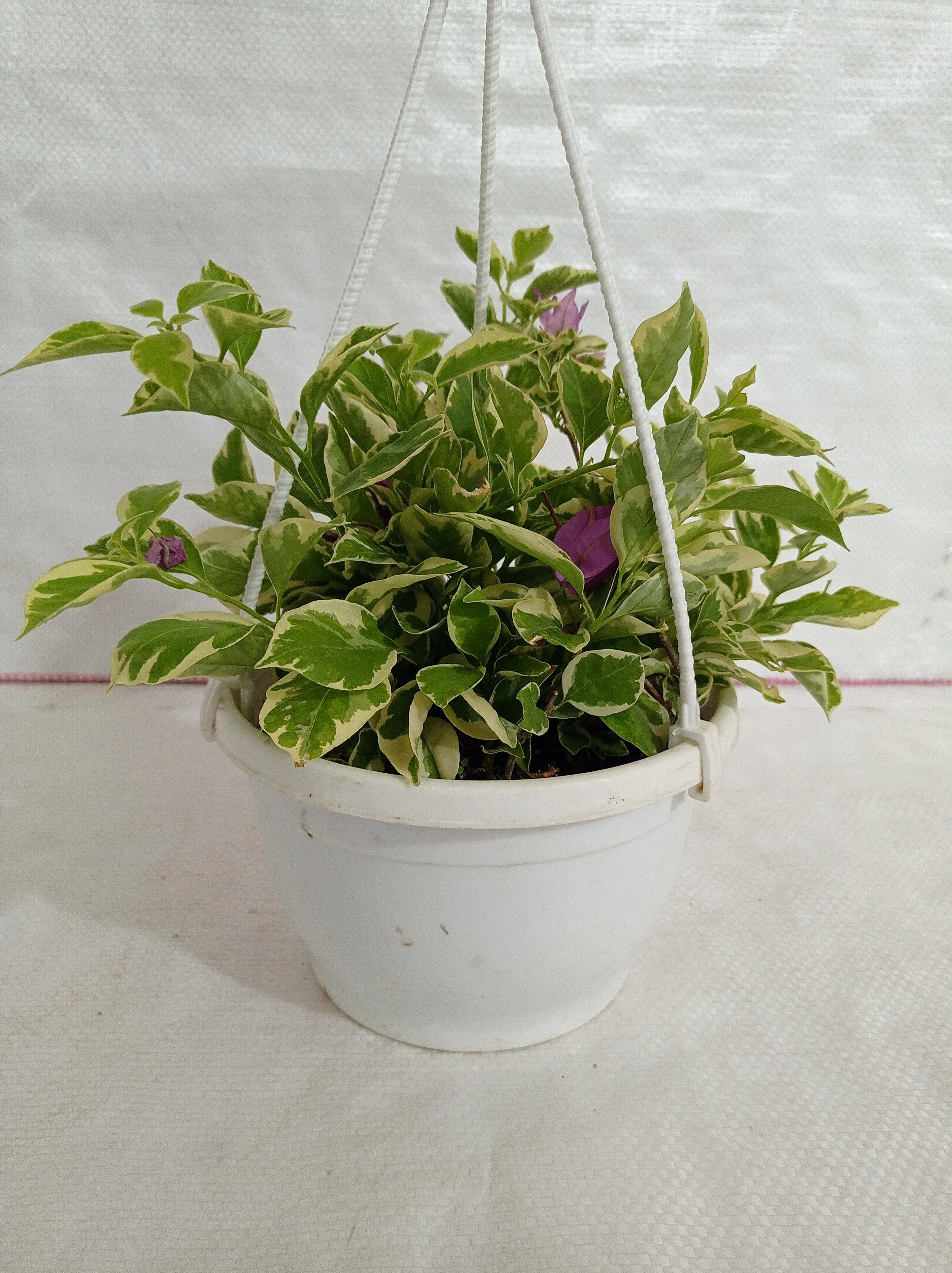 Bougainvillea Variegated Hanging Flower Plant