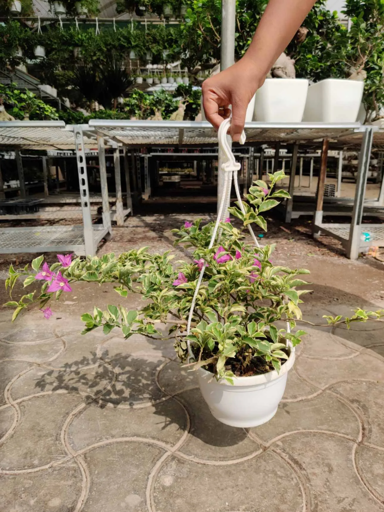 Bougainvillea Variegated Hanging Flower Plant