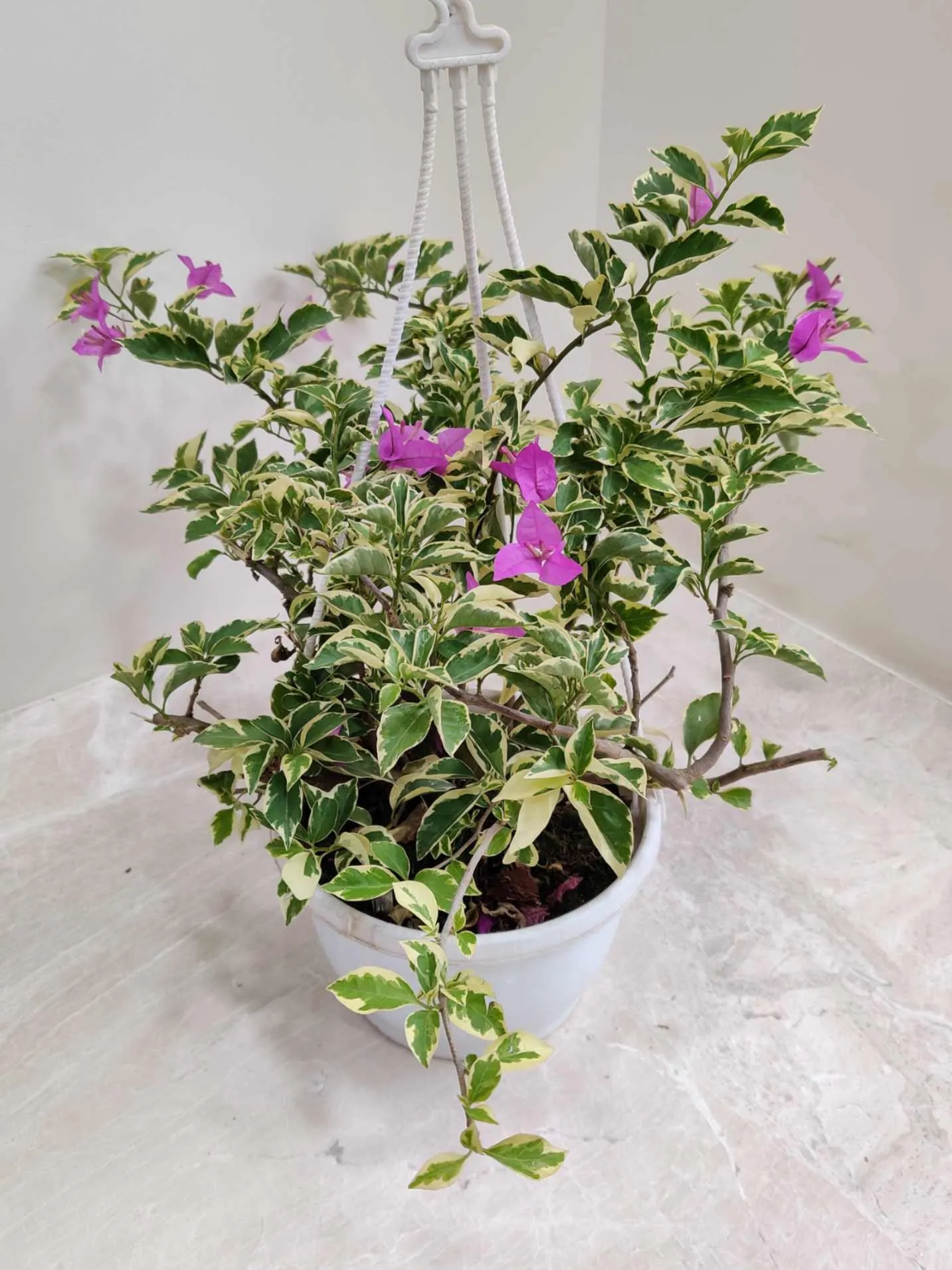 Bougainvillea Variegated Hanging Flower Plant