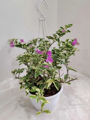 Bougainvillea Variegated Hanging Flower Plant