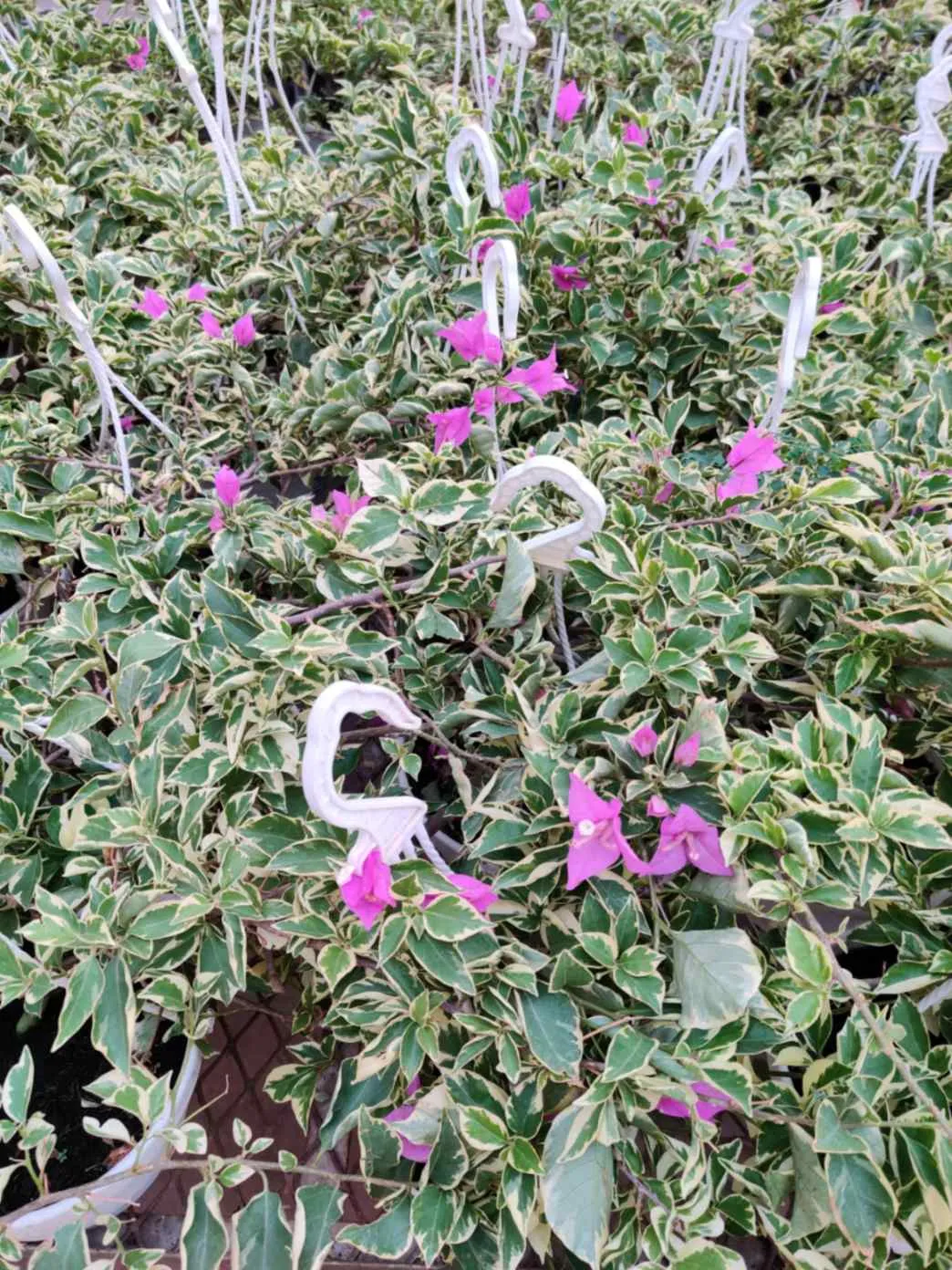 Bougainvillea Variegated Hanging Flower Plant