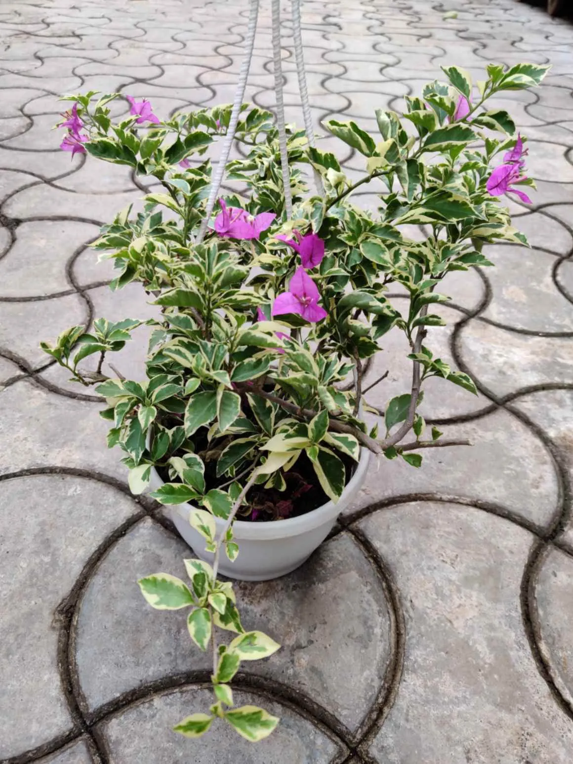 Bougainvillea Variegated Hanging Flower Plant