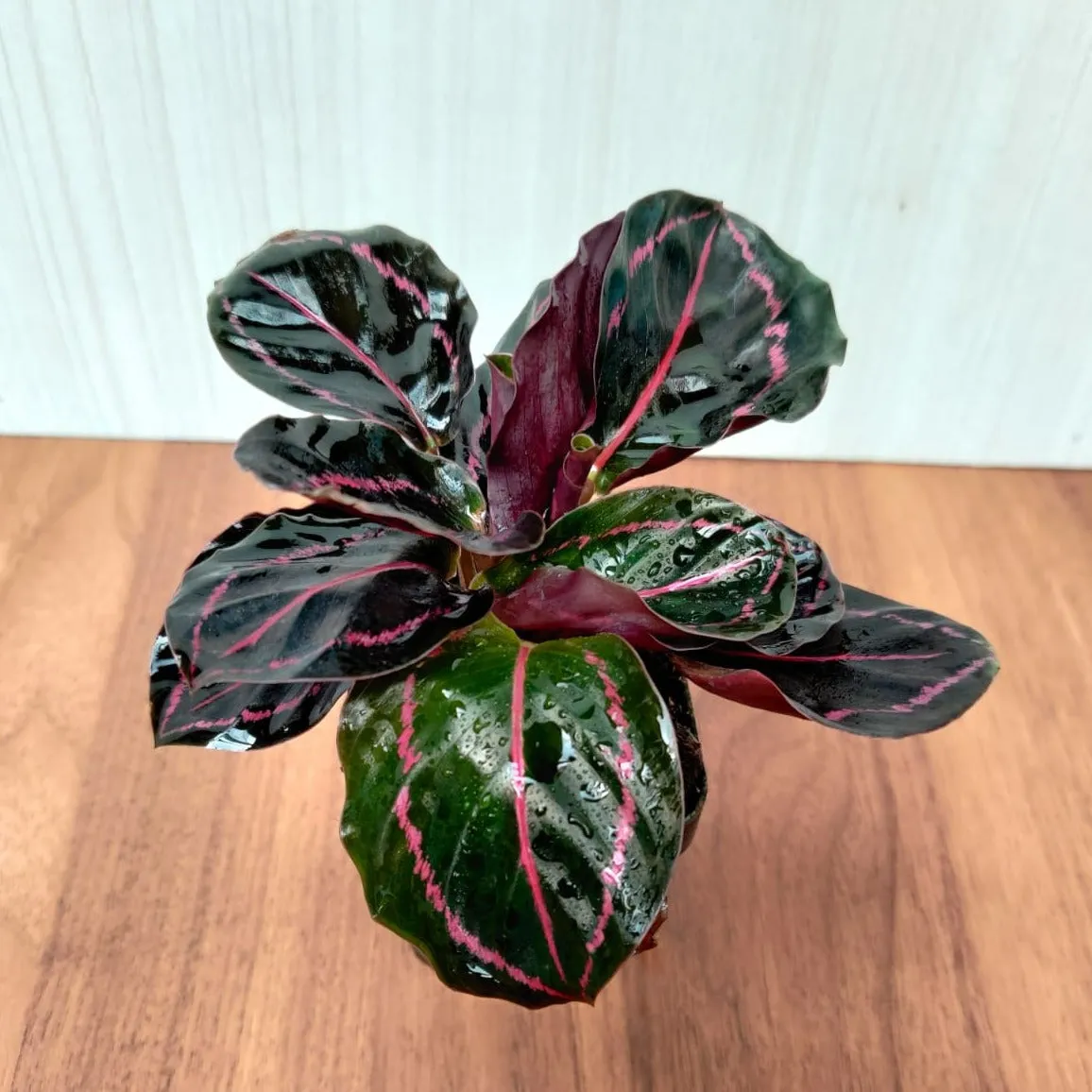 Calathea Dottie  Small Plant