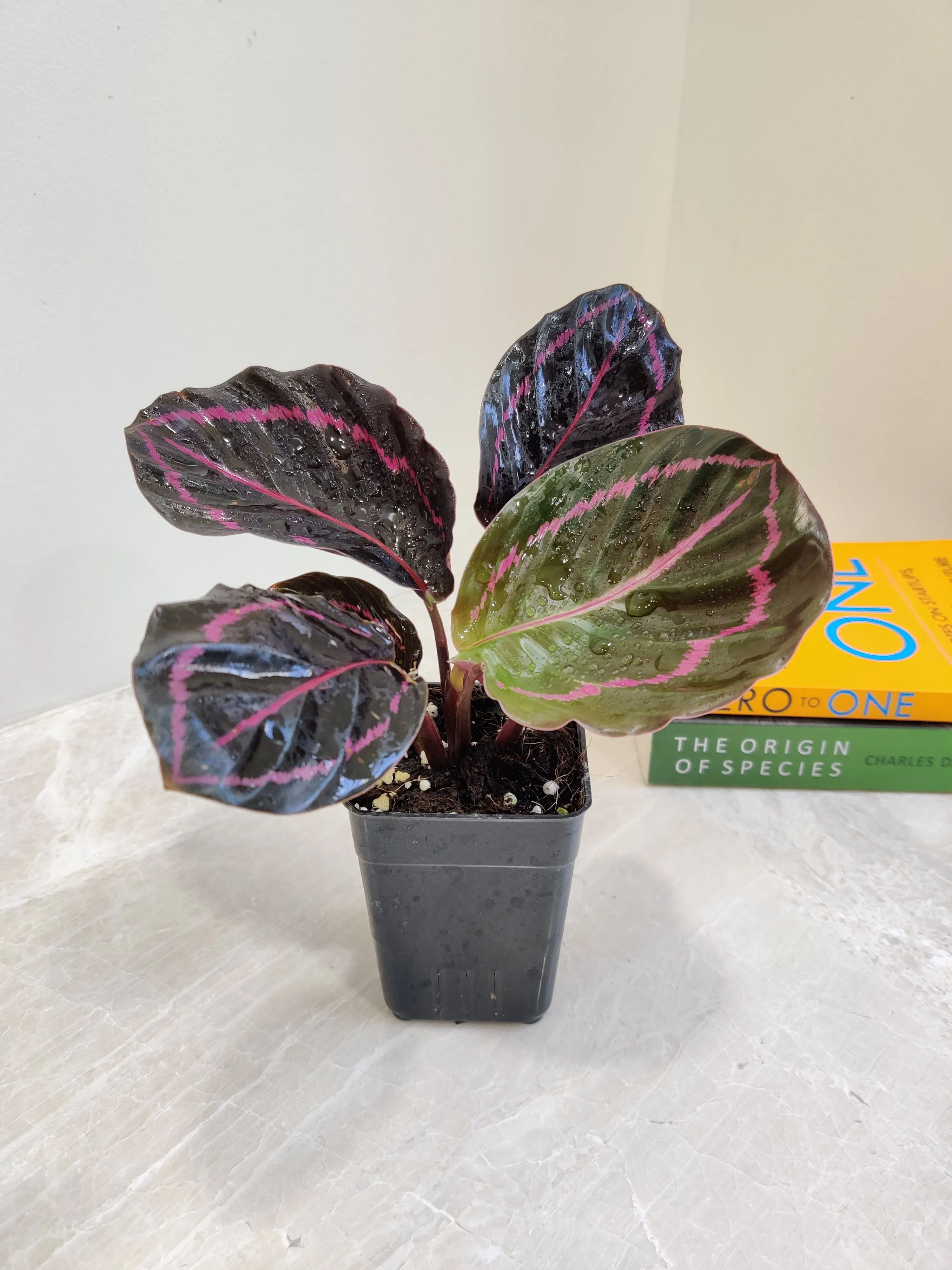 Calathea Dottie  Small Plant