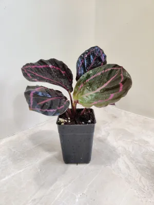 Calathea Dottie  Small Plant