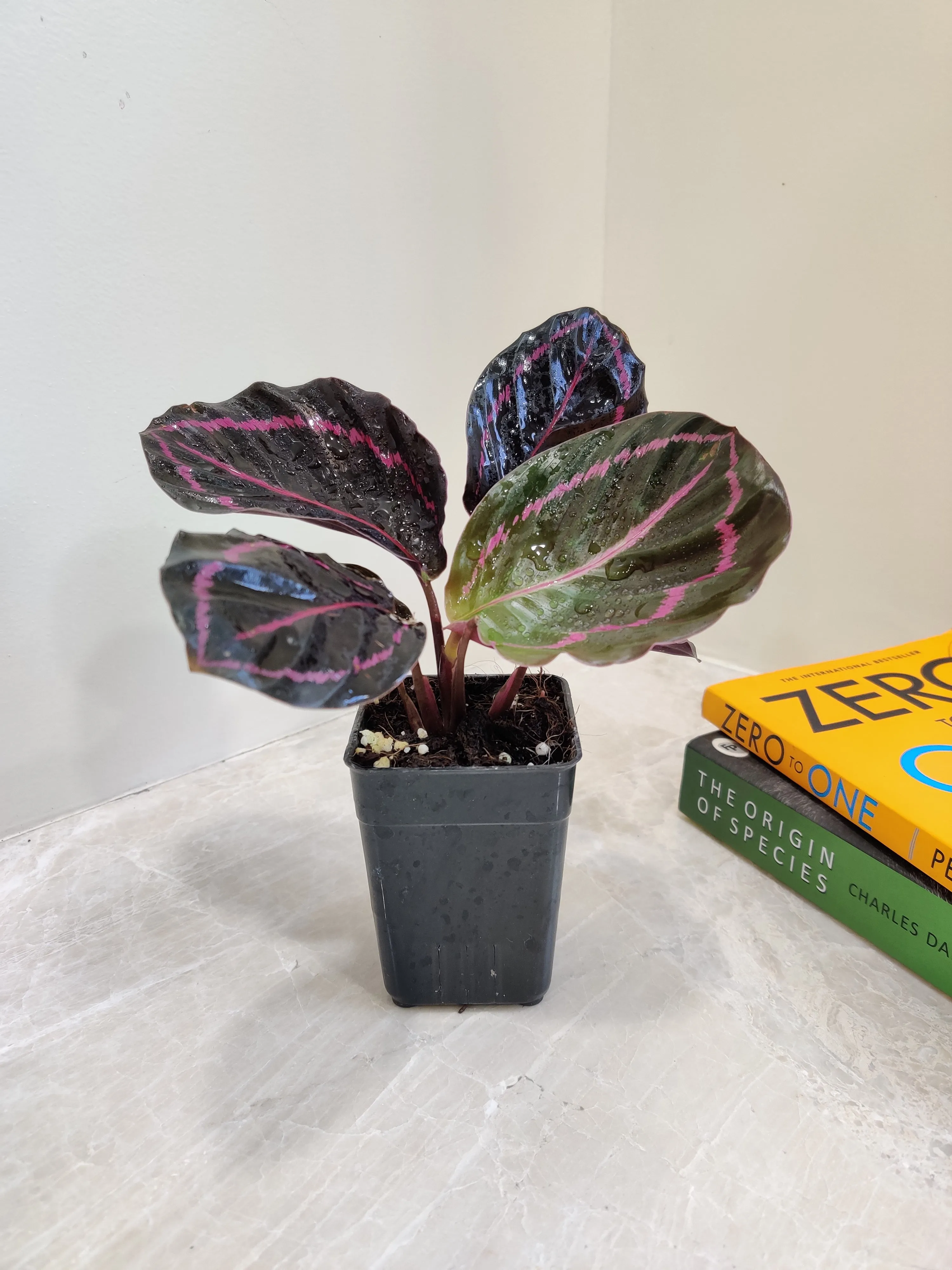 Calathea Dottie  Small Plant