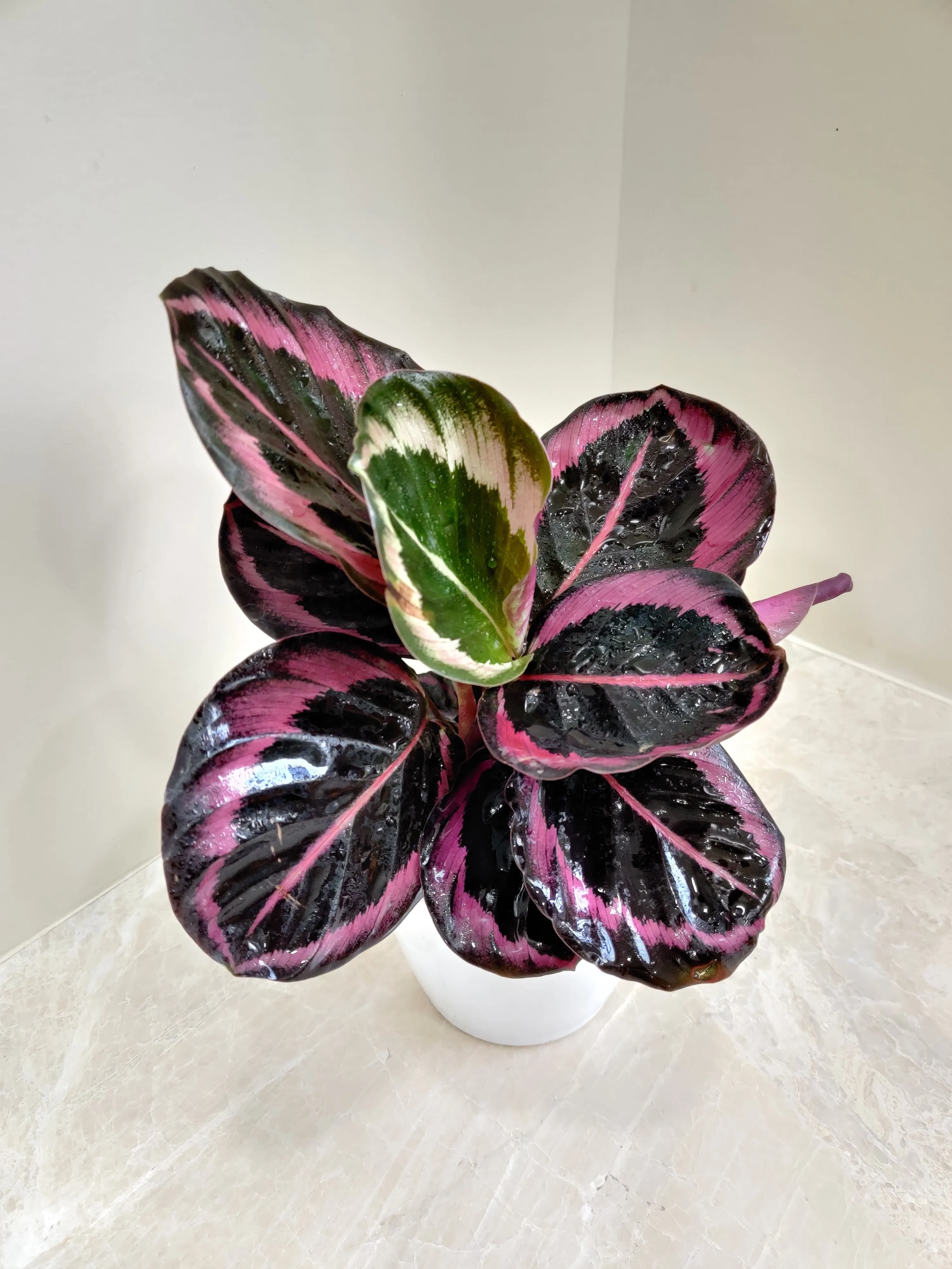 Calathea Red Wine Plant