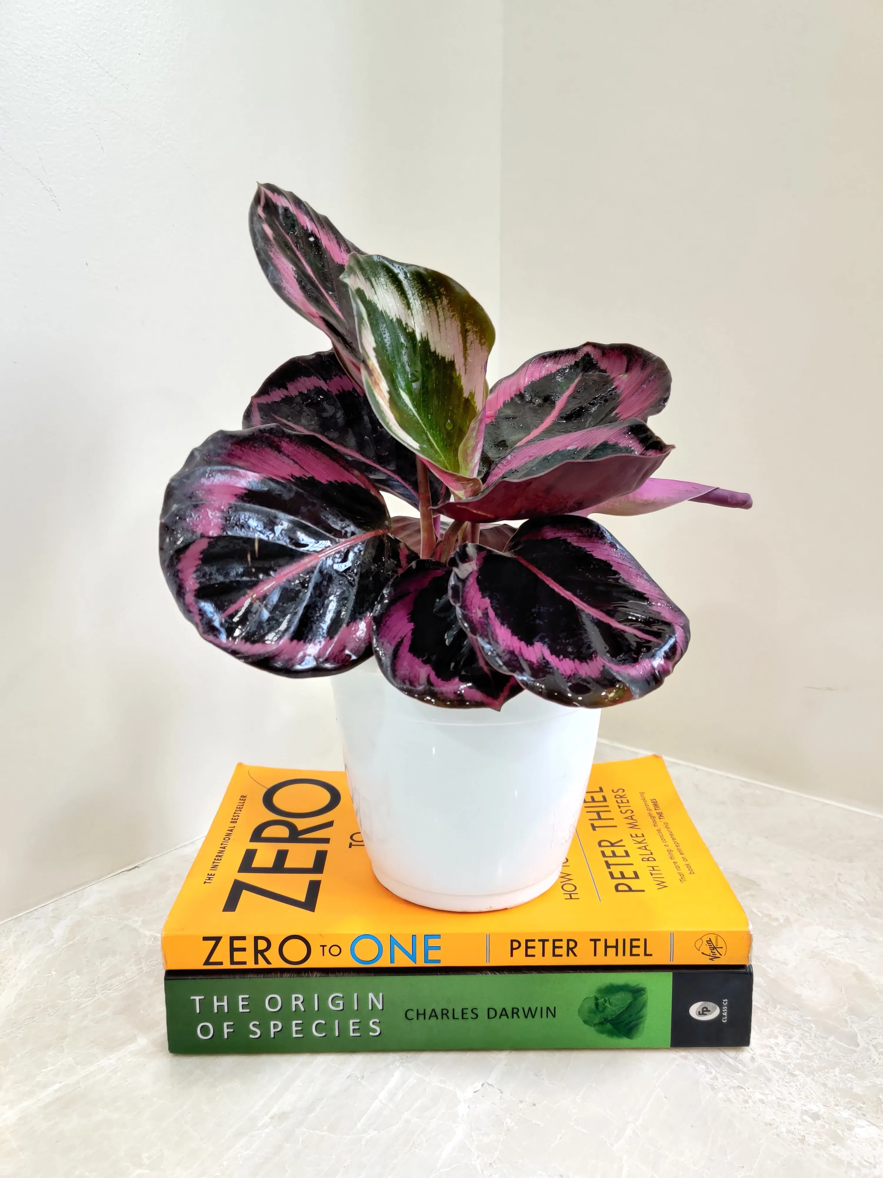 Calathea Red Wine Plant