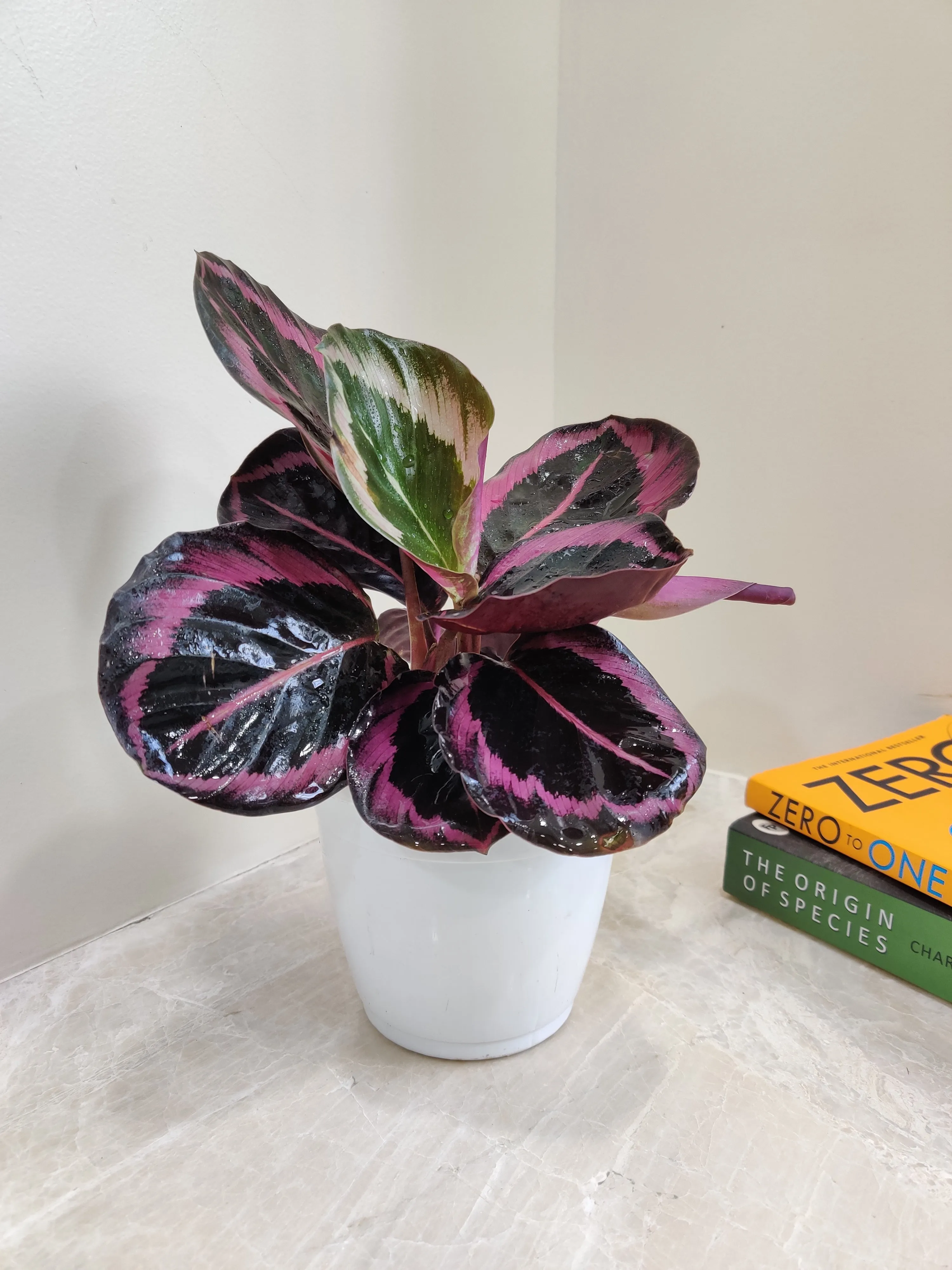 Calathea Red Wine Plant